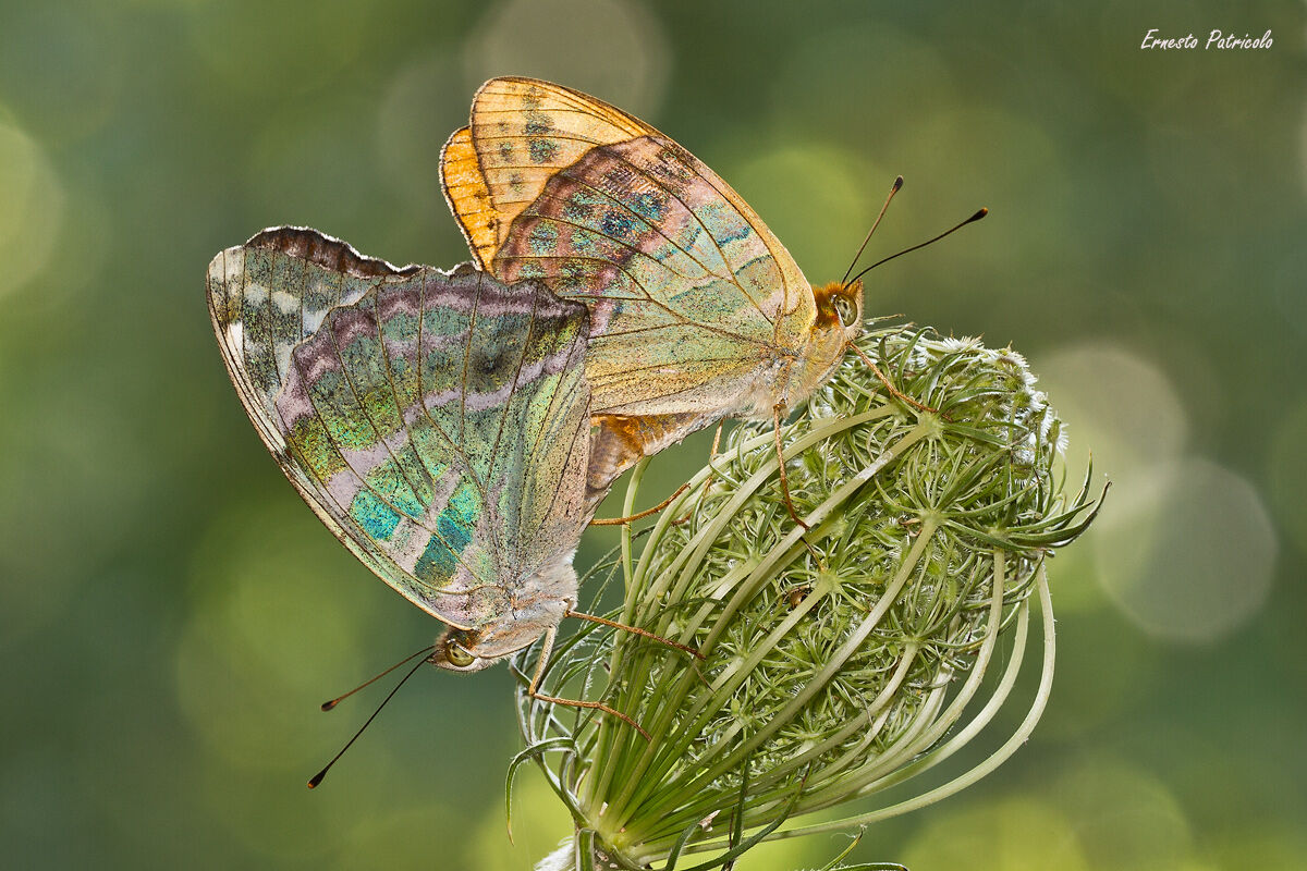 Argynnis (Argynnis) paphia e Argynnis paphia valesina