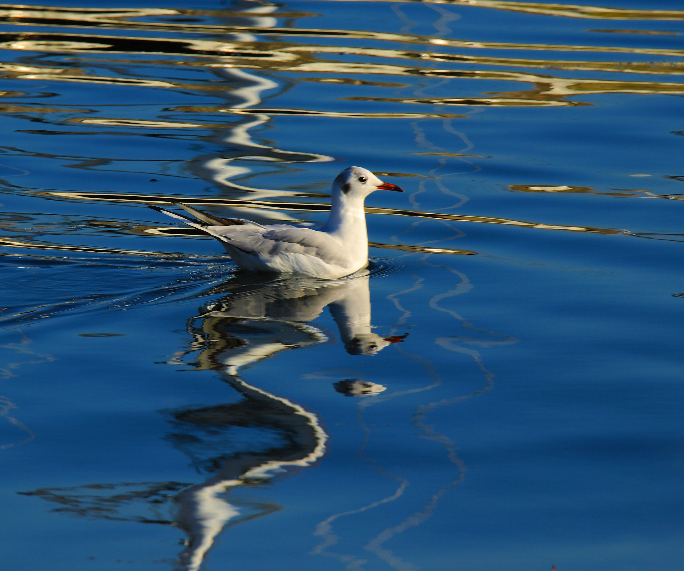 Il gabbiano e i suoi riflessi