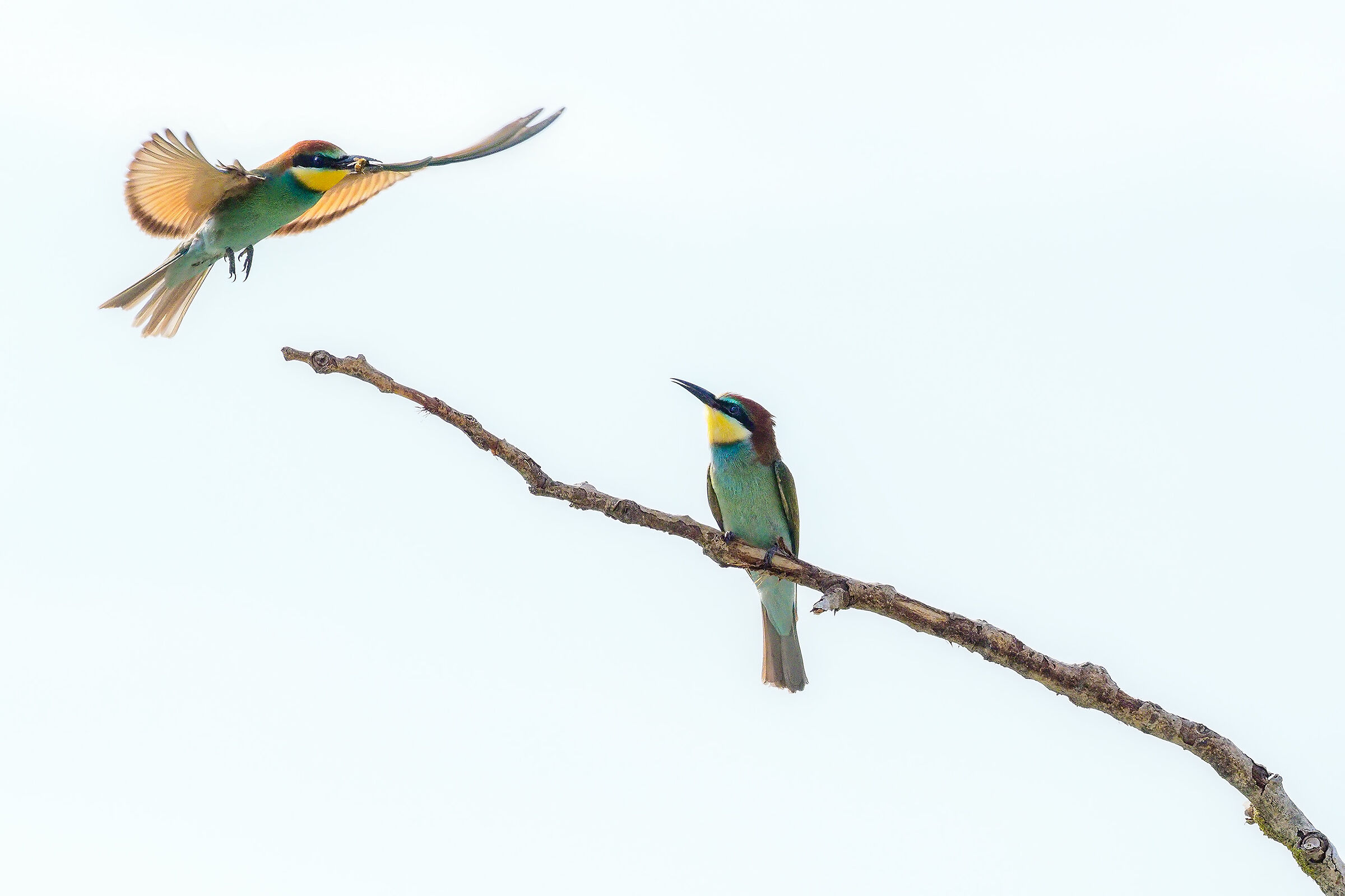 Gruccioni high key 1