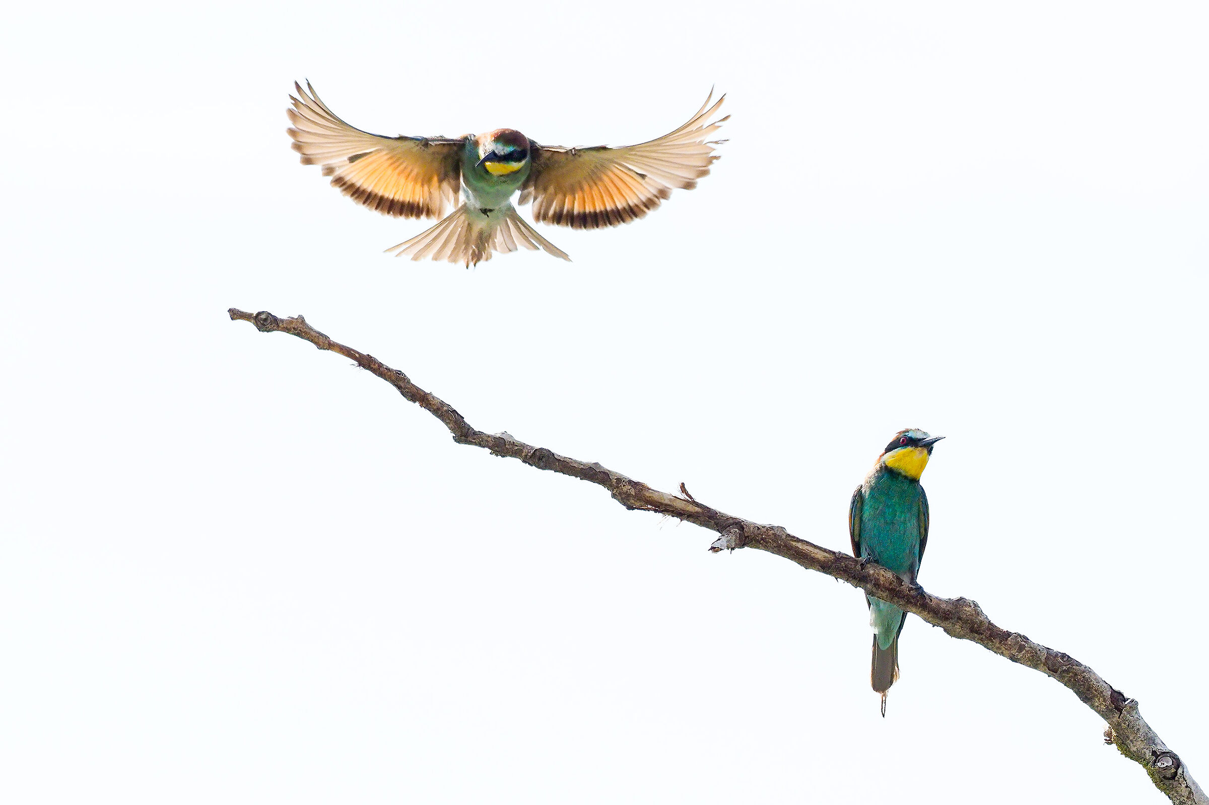 Gruccioni high key 2