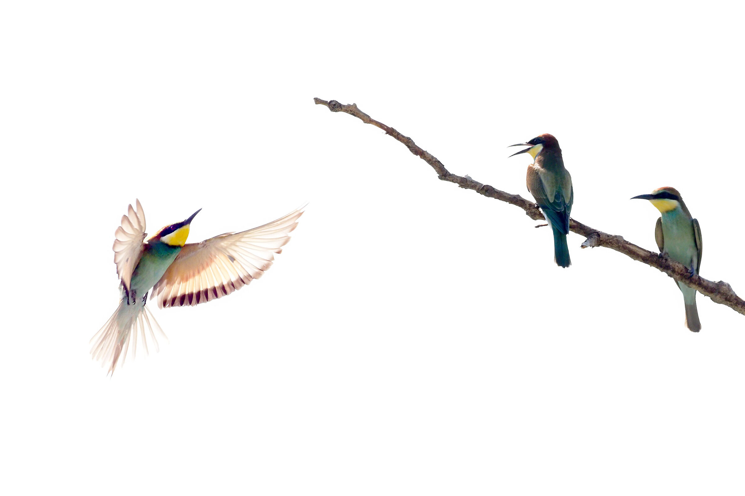 Gruccioni high key 3