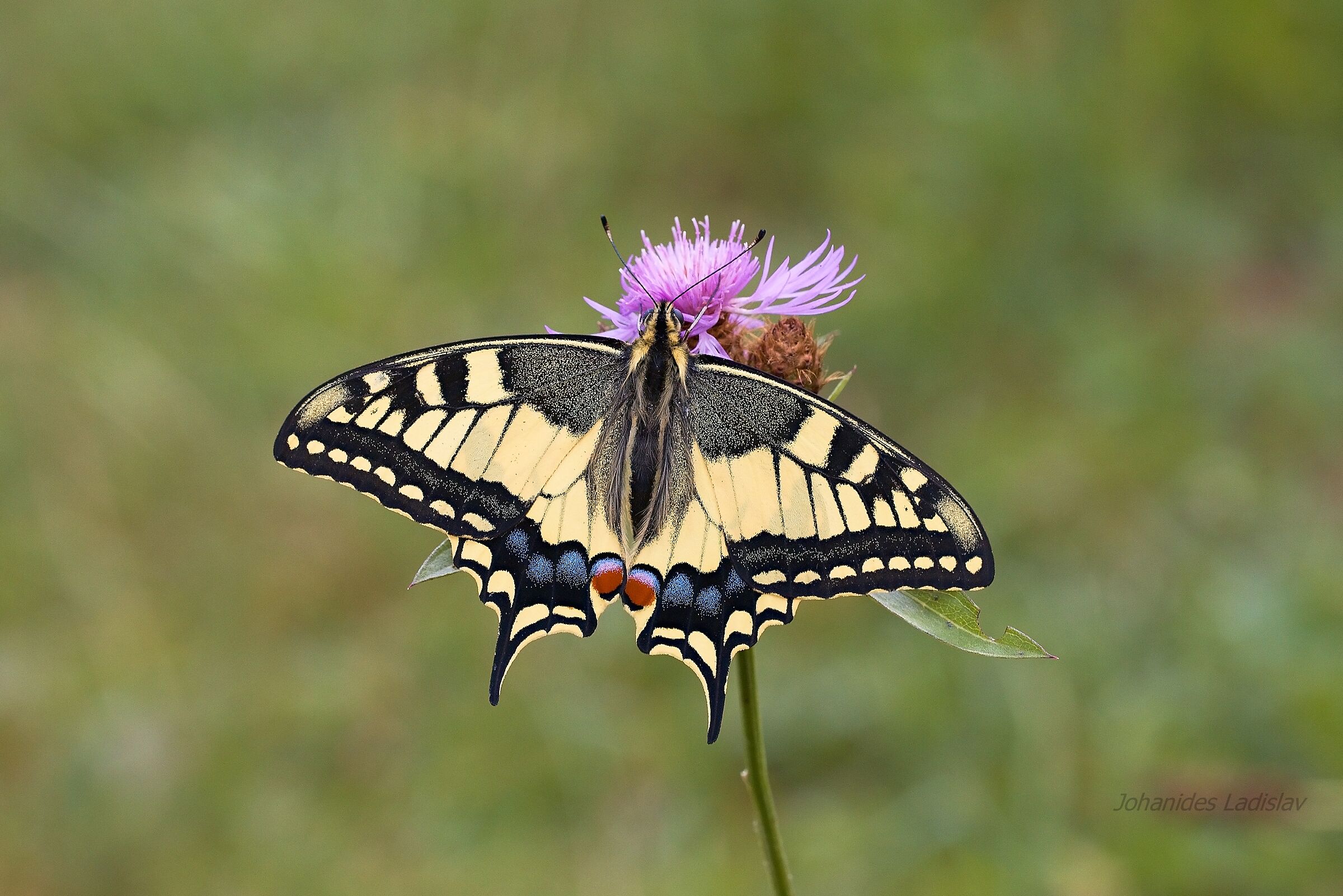 Papilio machaon