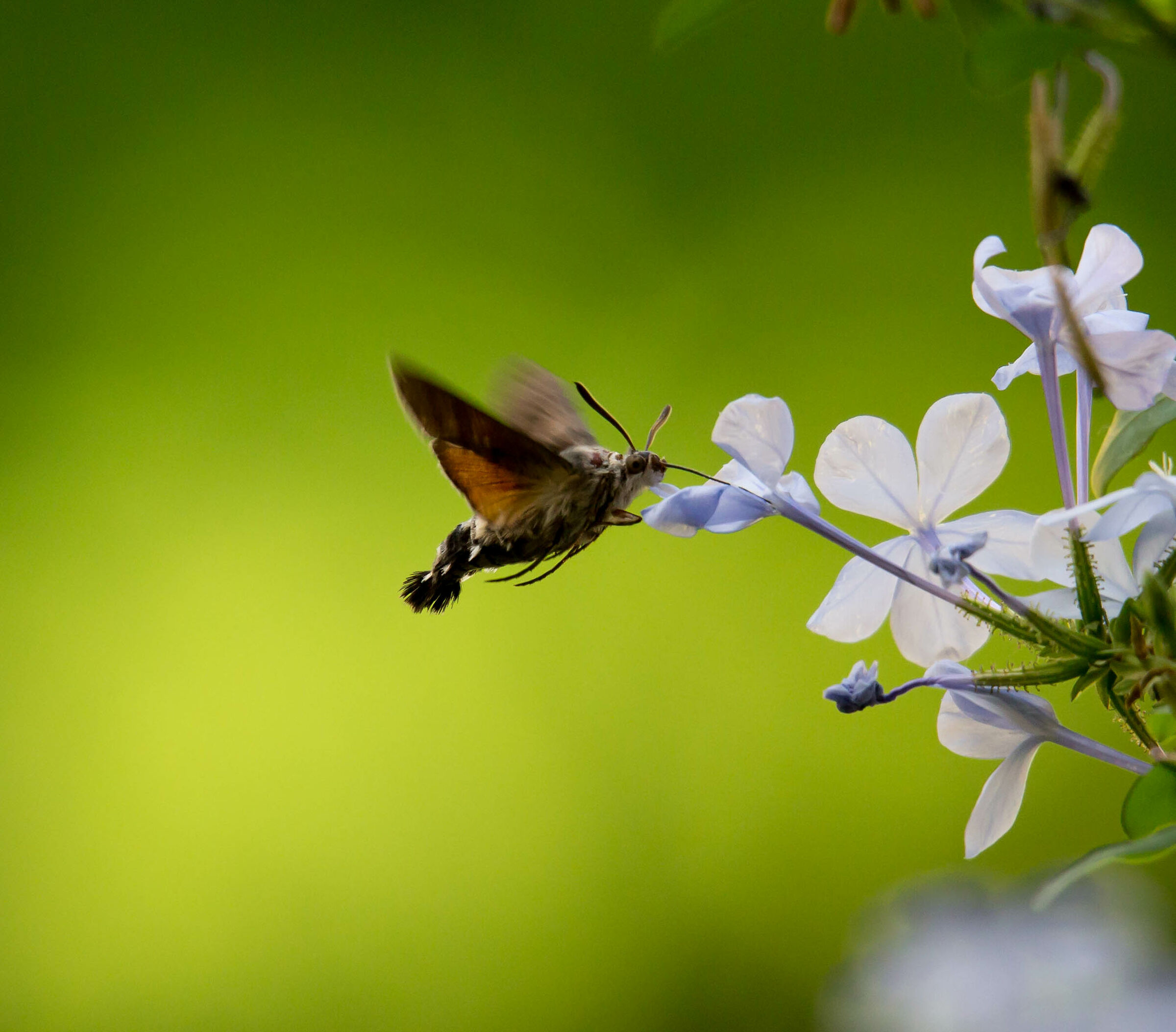 Macroglossum stellatarum