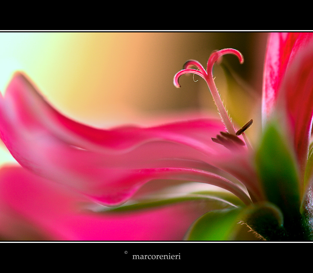 Geranio pelargonium peltatum.