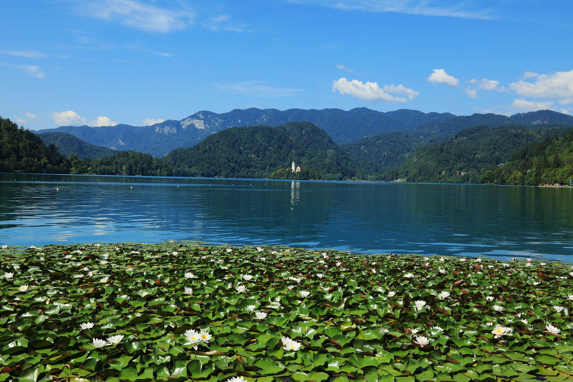 Lotus Flower on Lake Bled