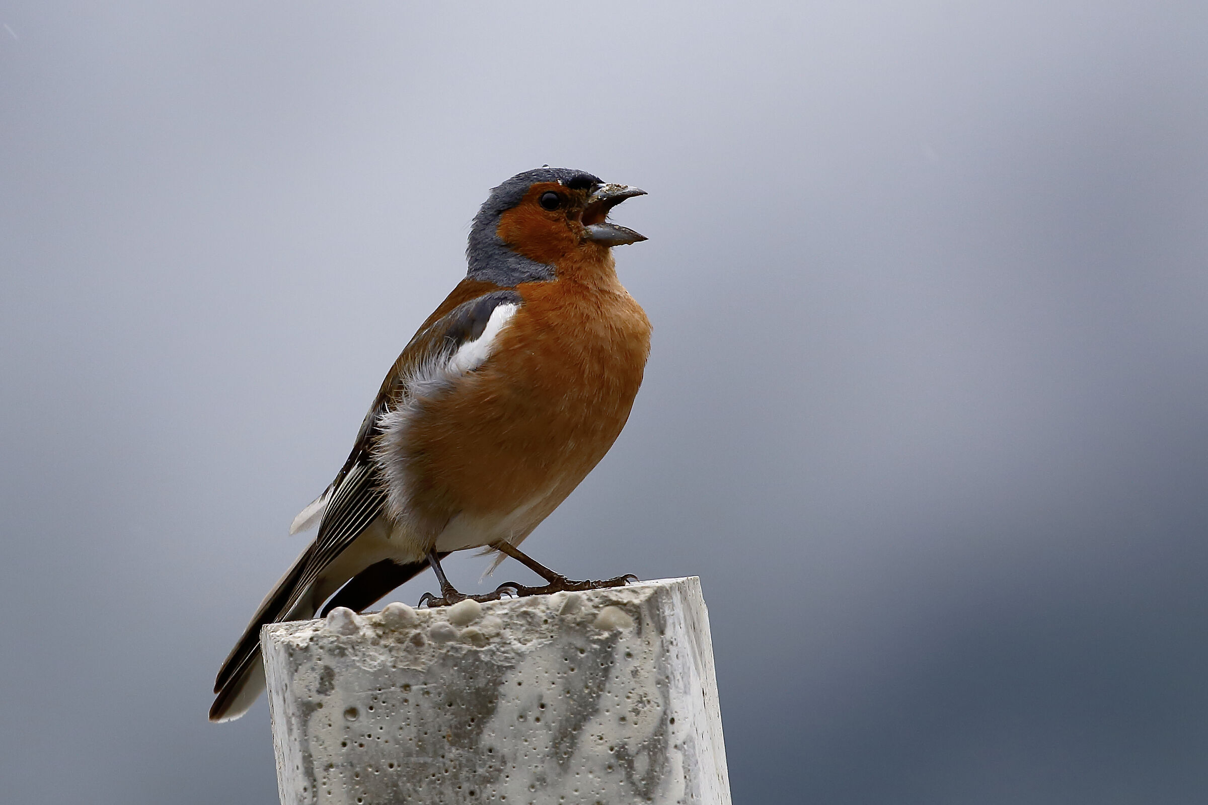 Fringuello con goccia d'acqua sulla testa