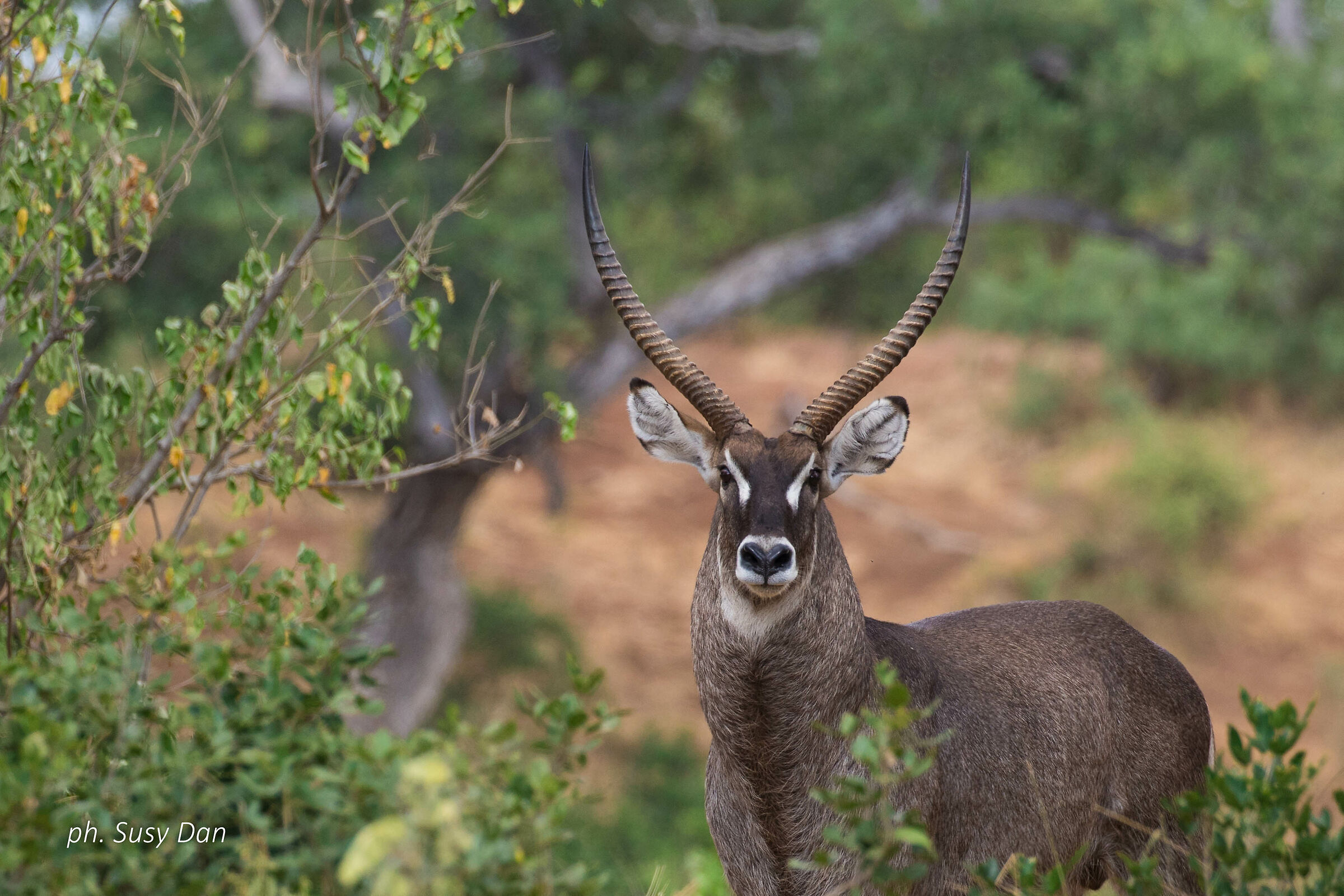 Waterbuck, Undisposition