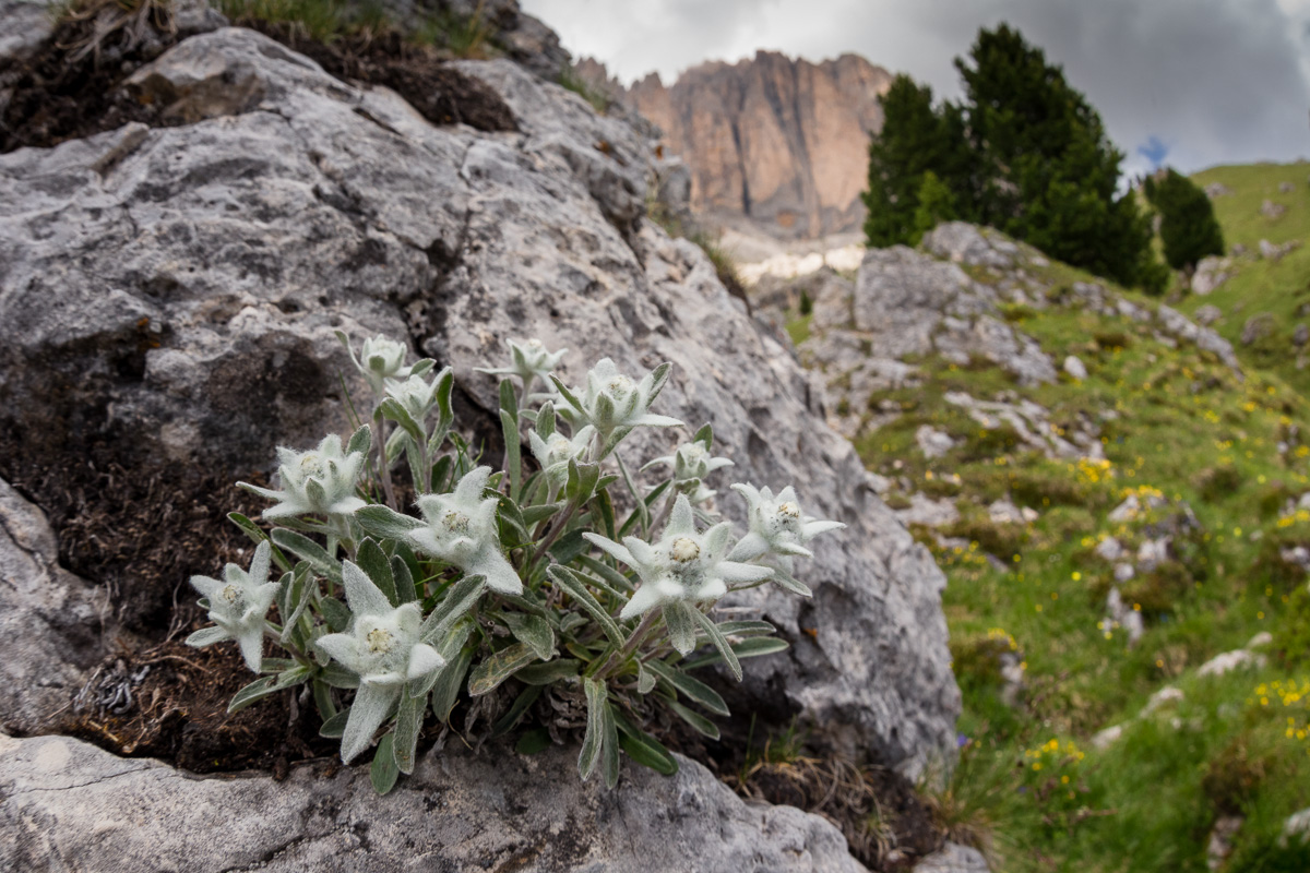 Stella alpina ambientata ...
