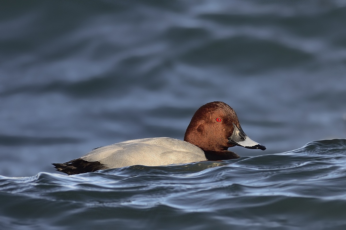 Pochard