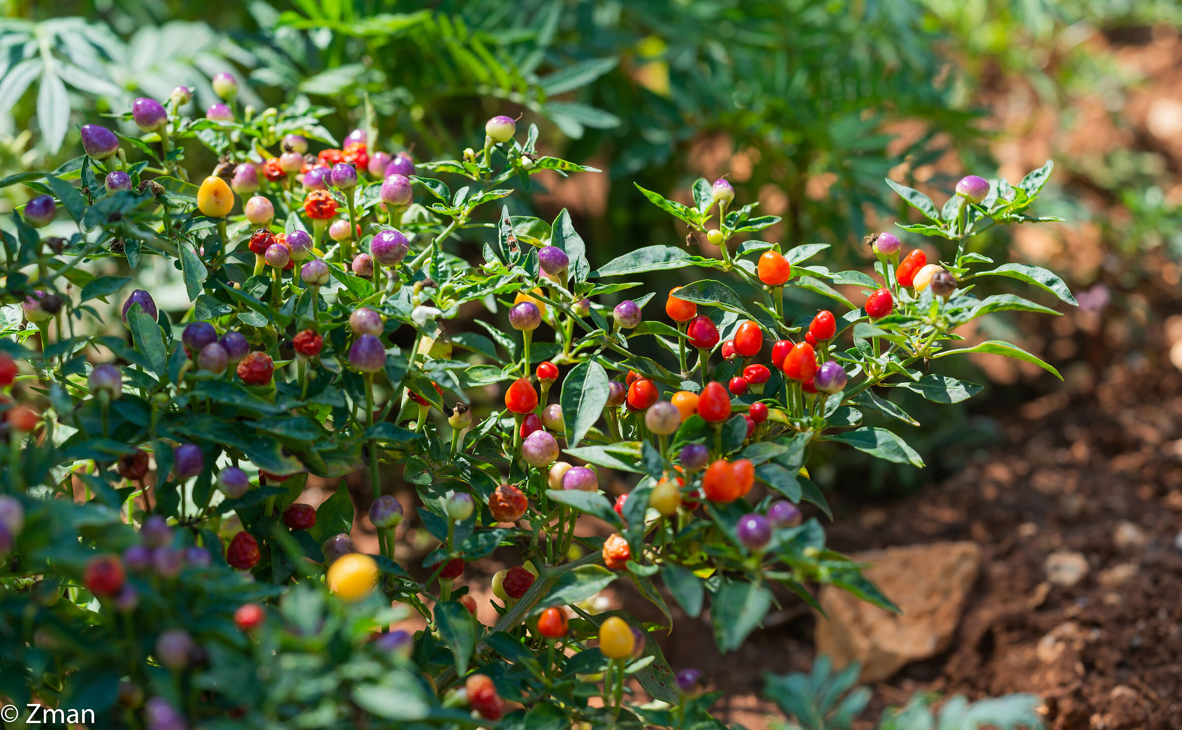Peperoncino piccante