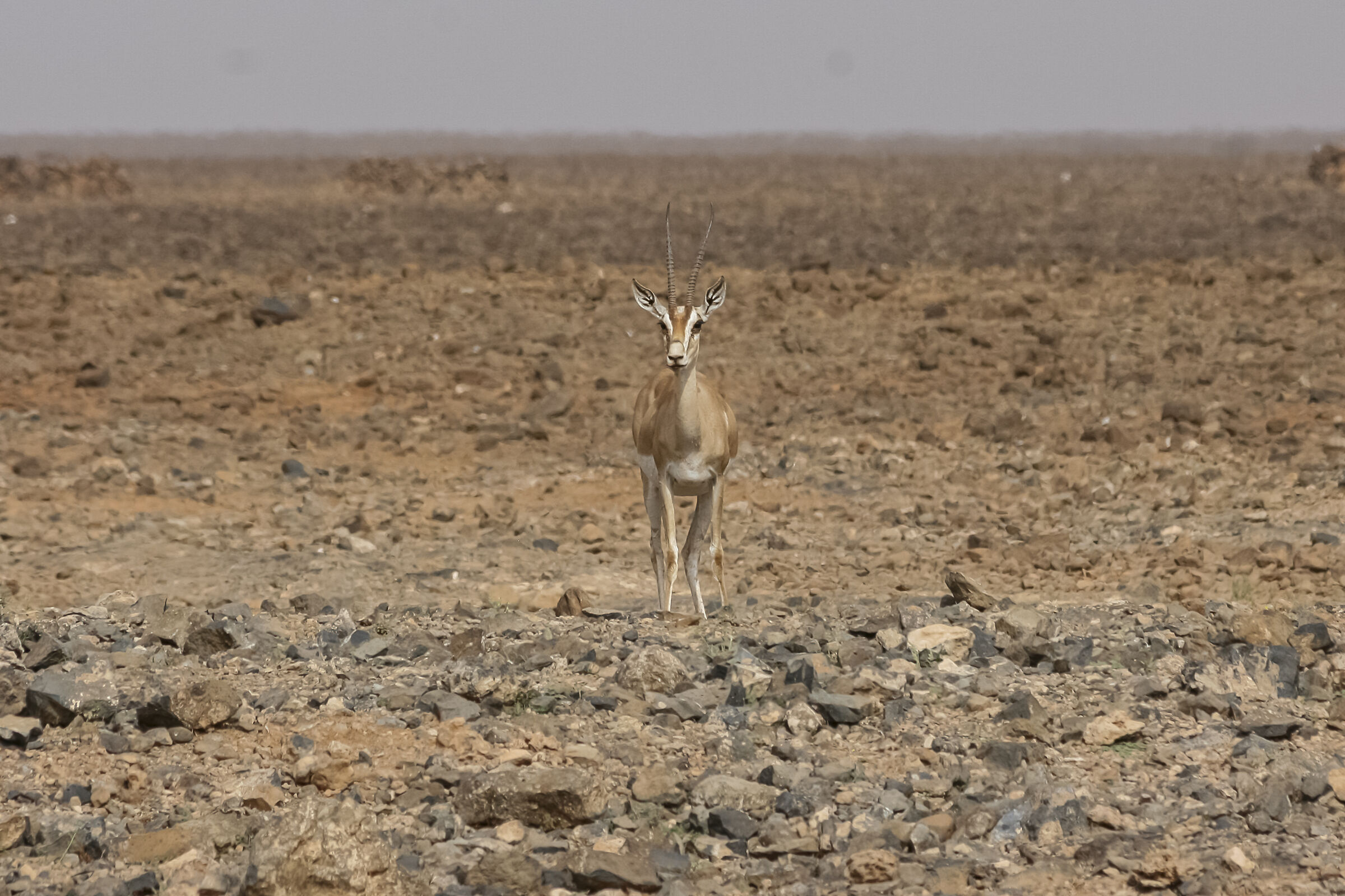 Kenya.Deserto di Chalbi.Gazzella Di Grant