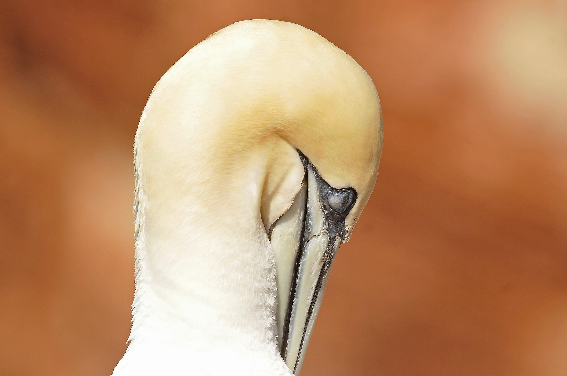 Sula (Northern gannet)