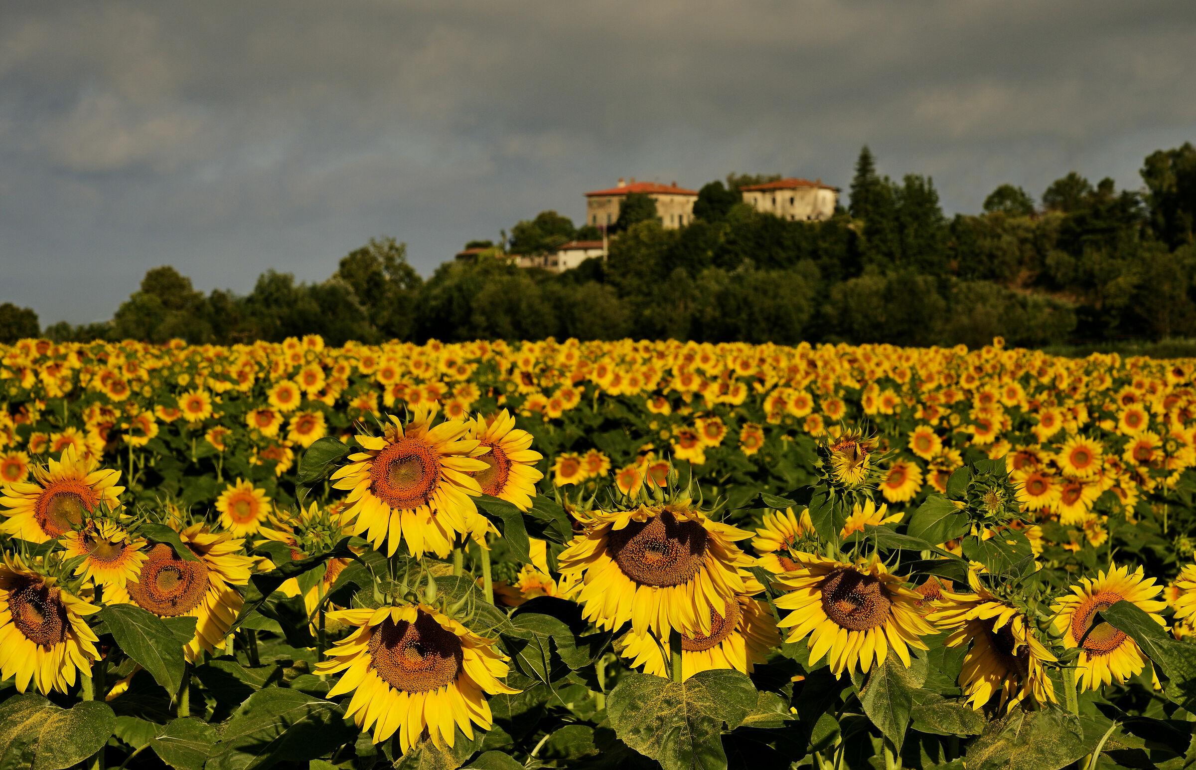 La Campagna in Versilia
