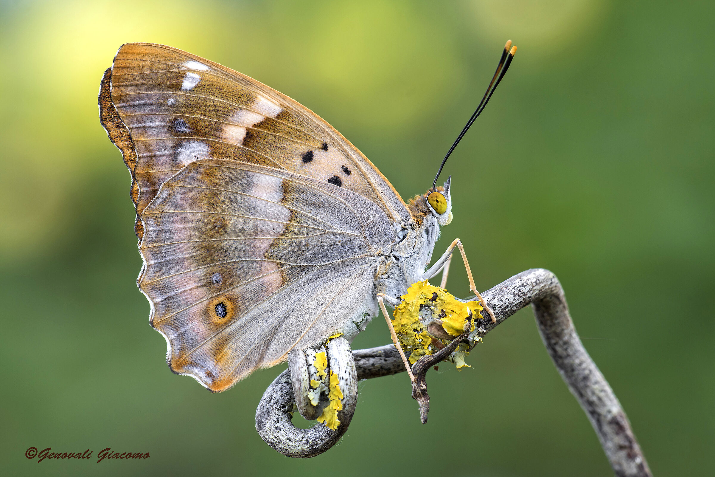 saluti a te! signora ilia