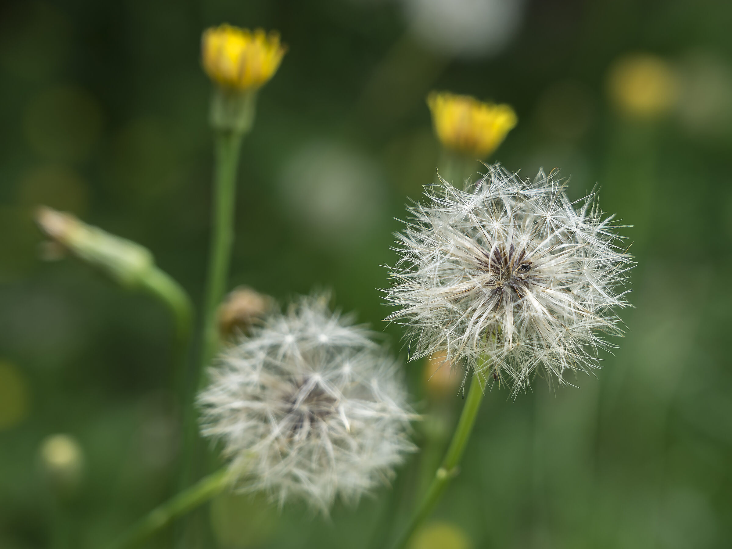 Tarassaco o Dente di Leone (un po' spelacchiato) - 13