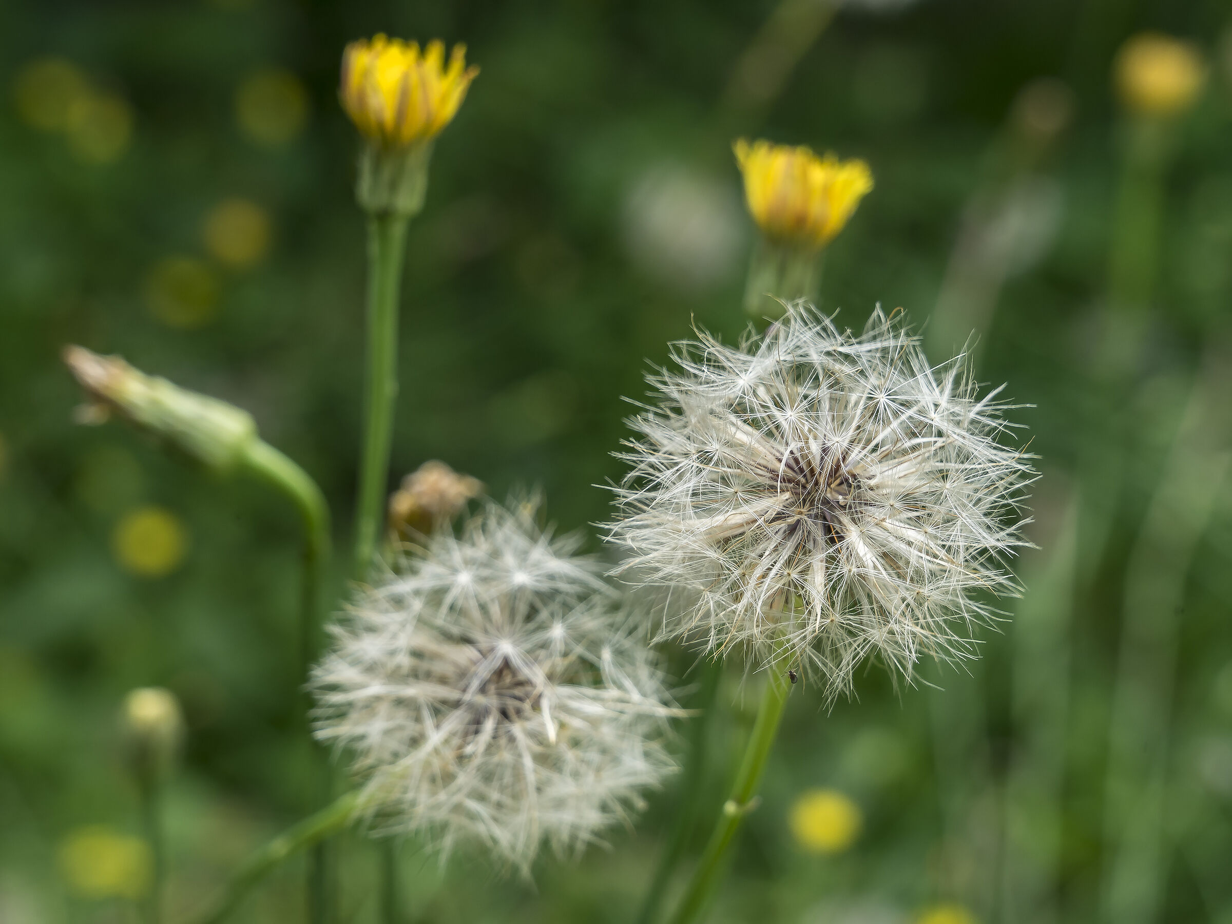Tarassaco o Dente di Leone (un po' spelacchiato) - 14