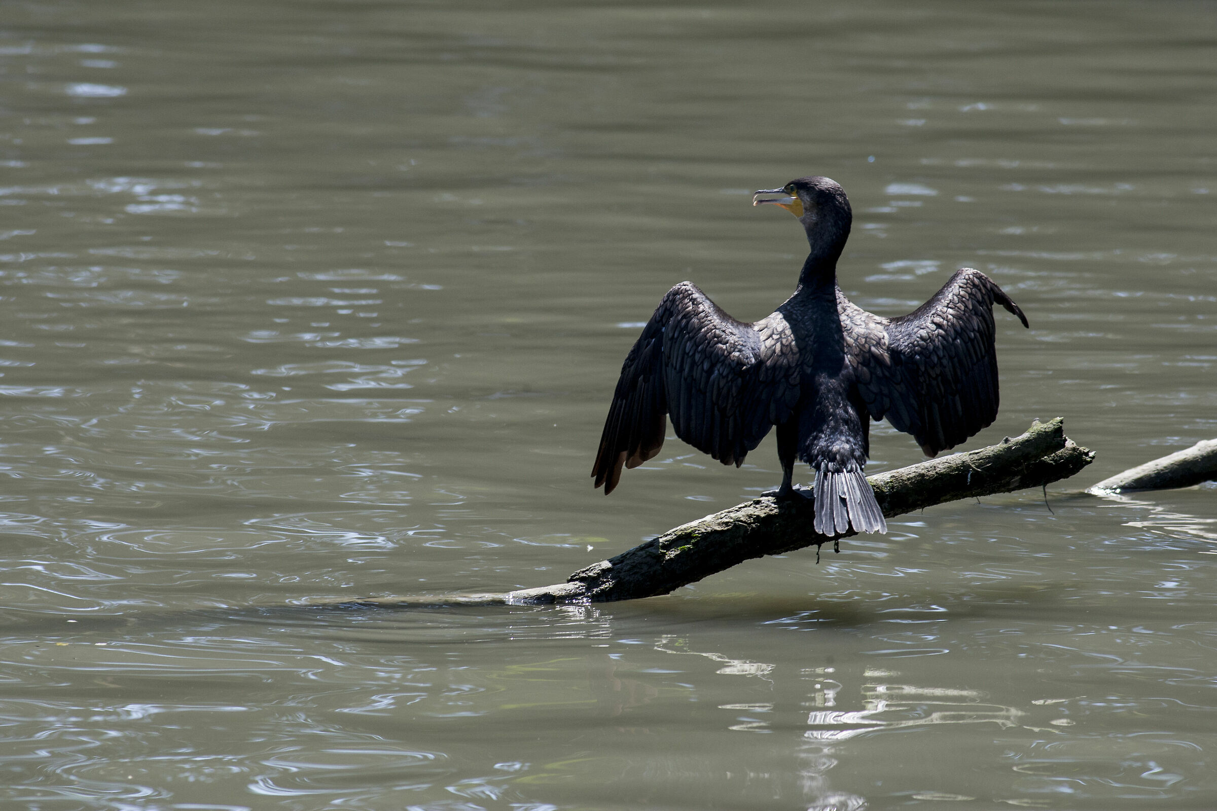 Cormorano in asciugatura