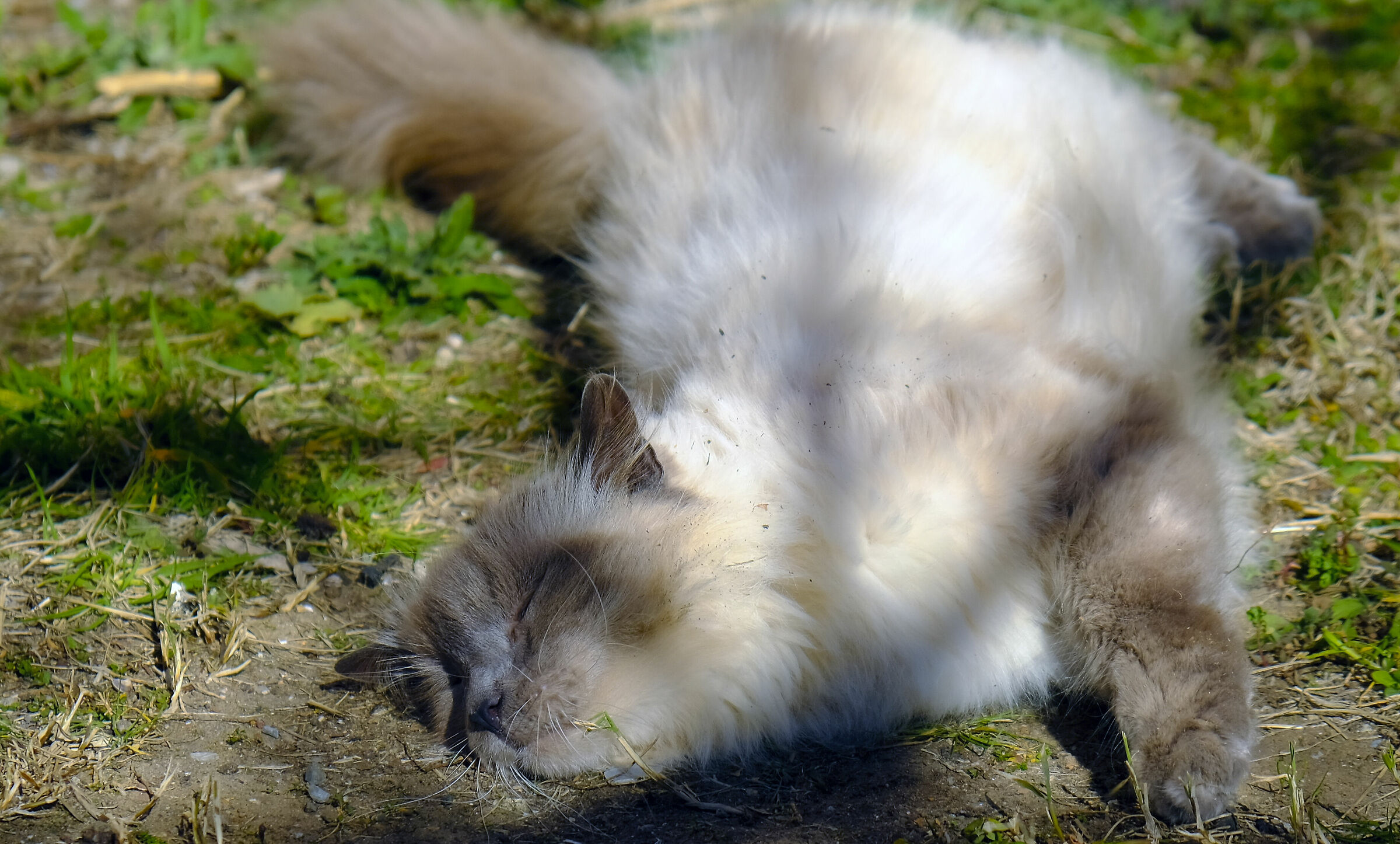 bliss in the sun