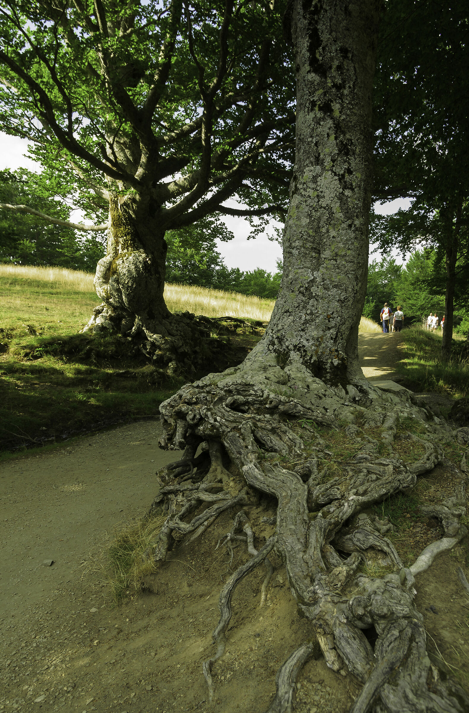 "Vegliardi" con crop prospettico