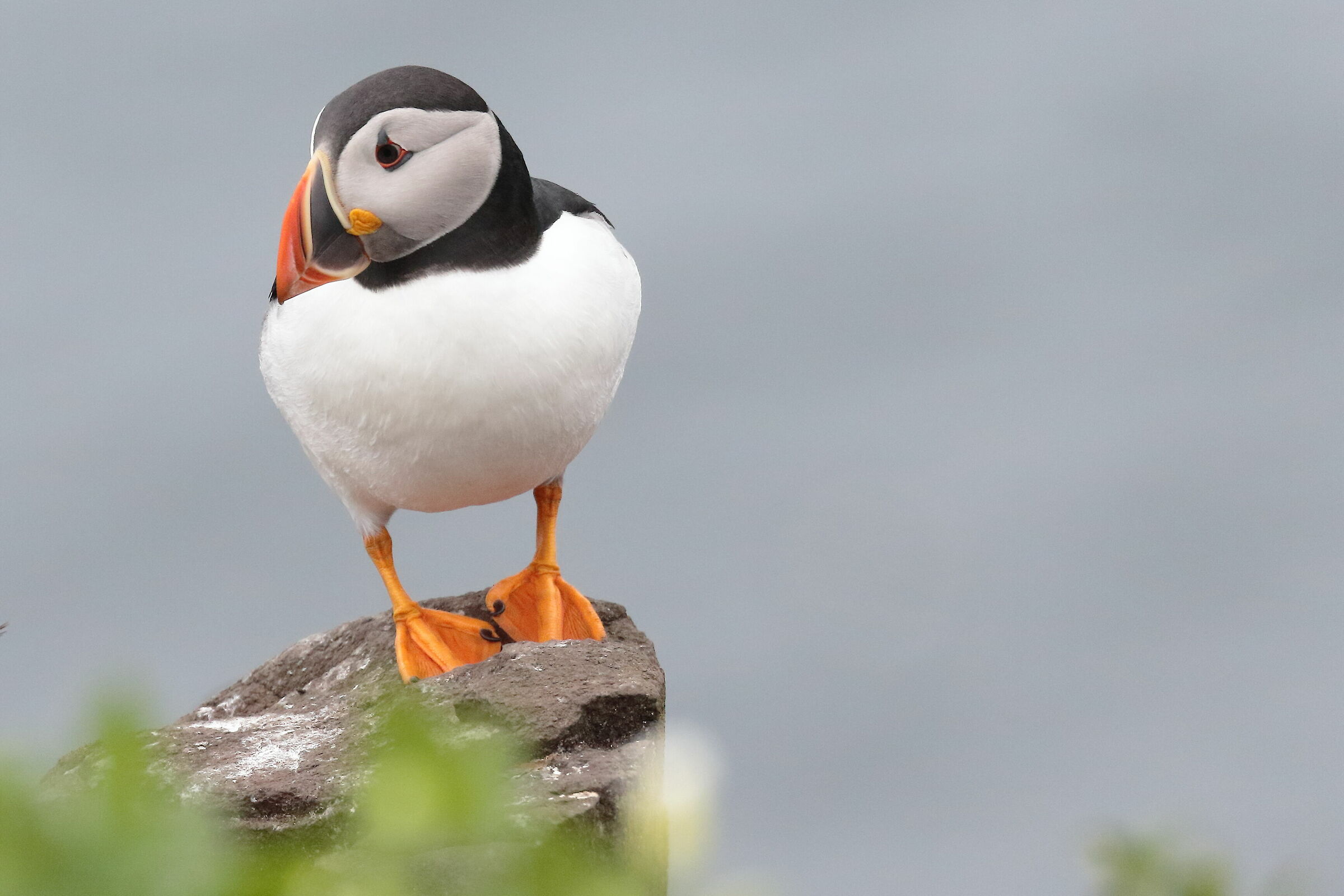 puffin puffin water chick