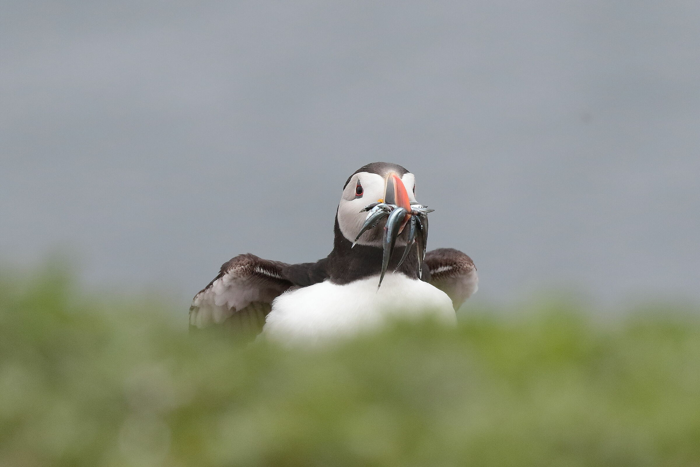 puffins - water chick