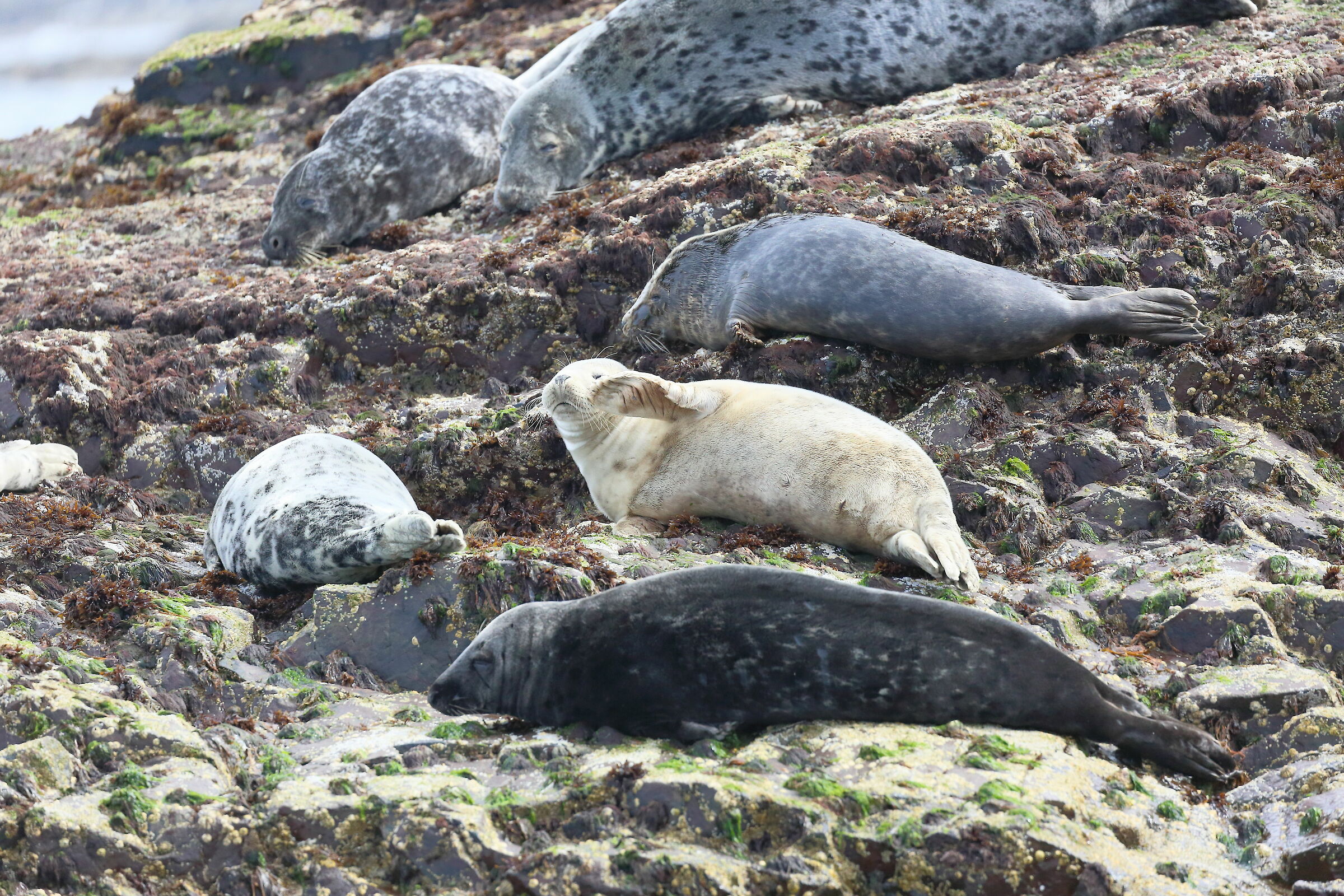 Seals