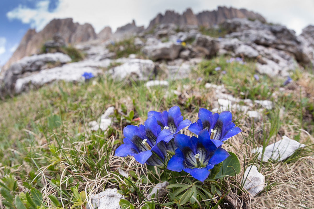 Genziana clusii ...