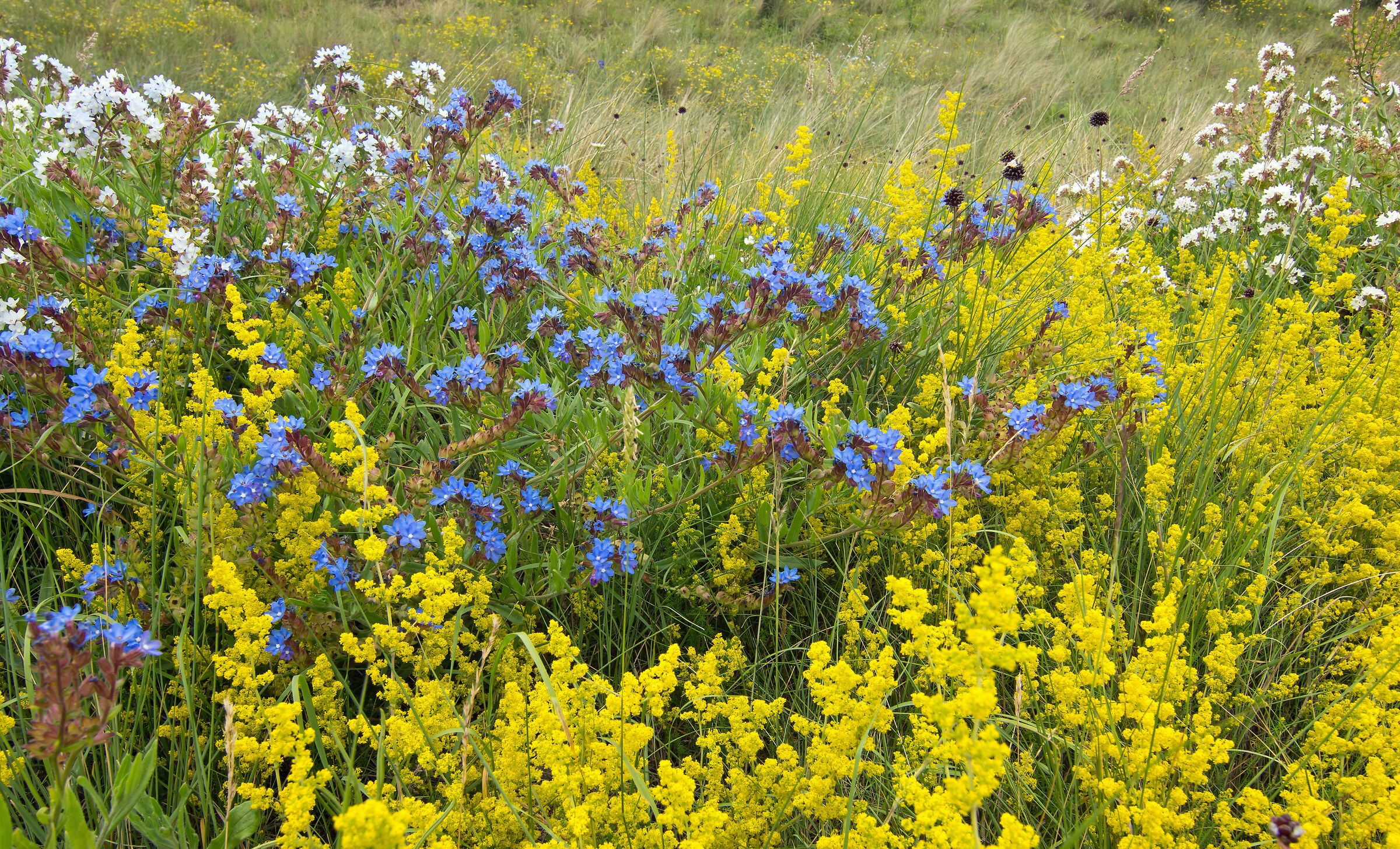 Nelle dune, Paglia di letto e Bugloss comune
