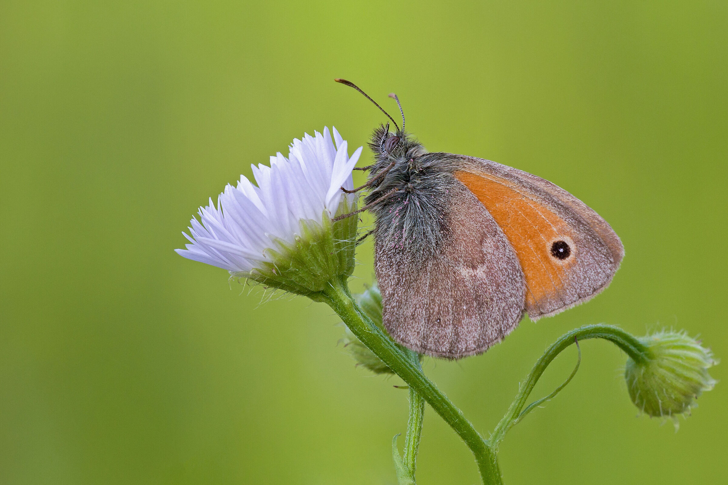 Coenonympha pamphilus