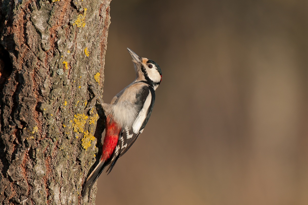 Woodpecker