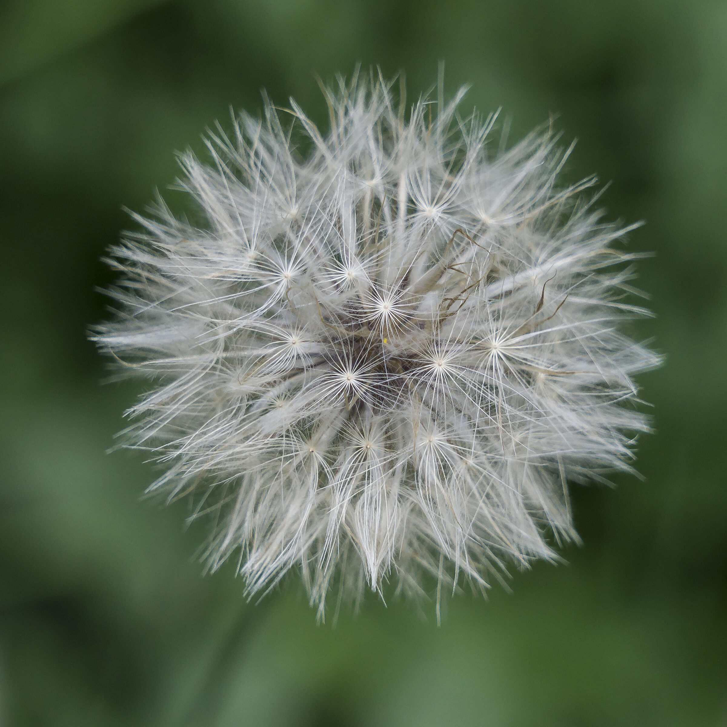 Tarassaco o Dente di Leone (o Soffione) - 16