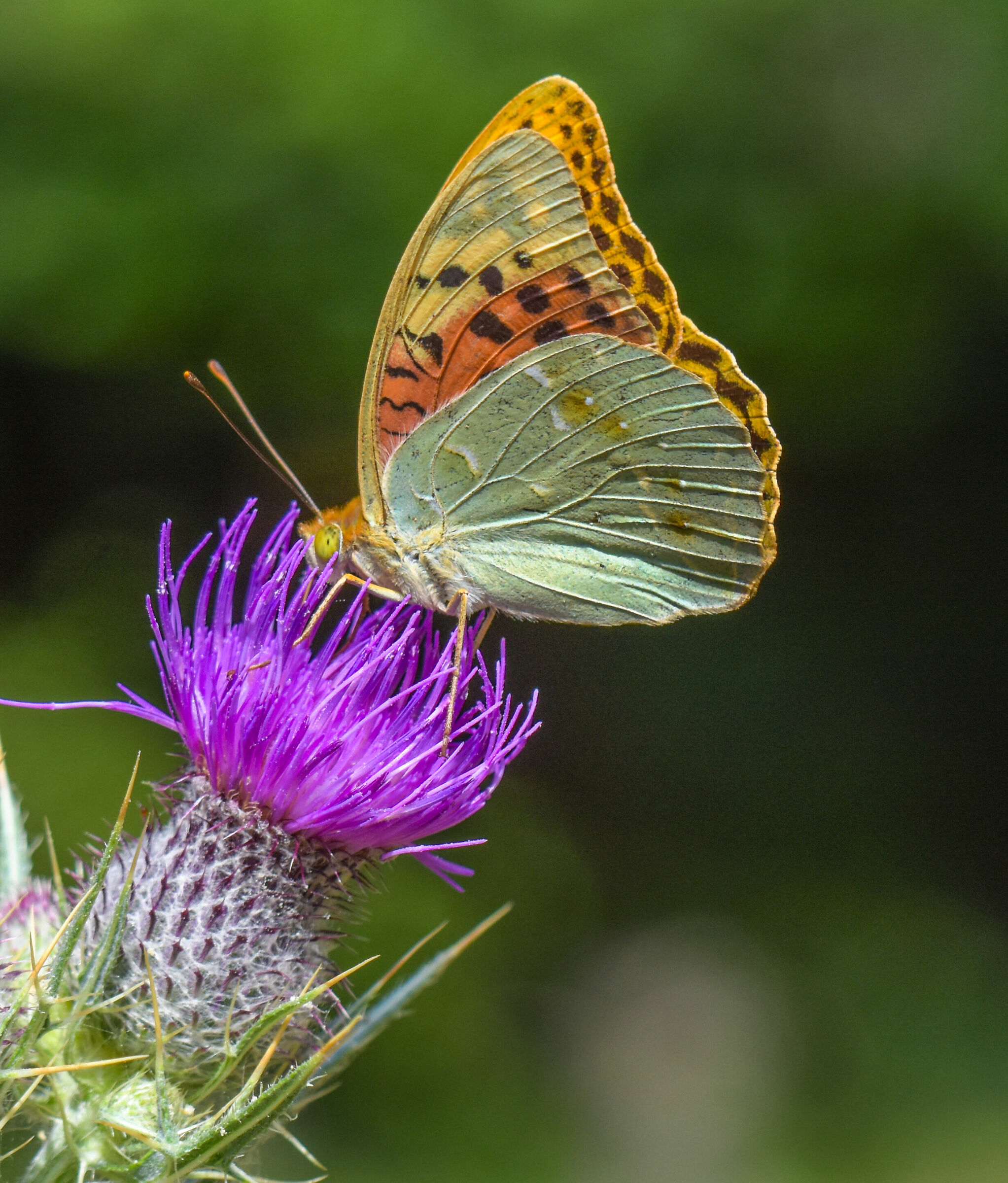 Argynnis Paphia