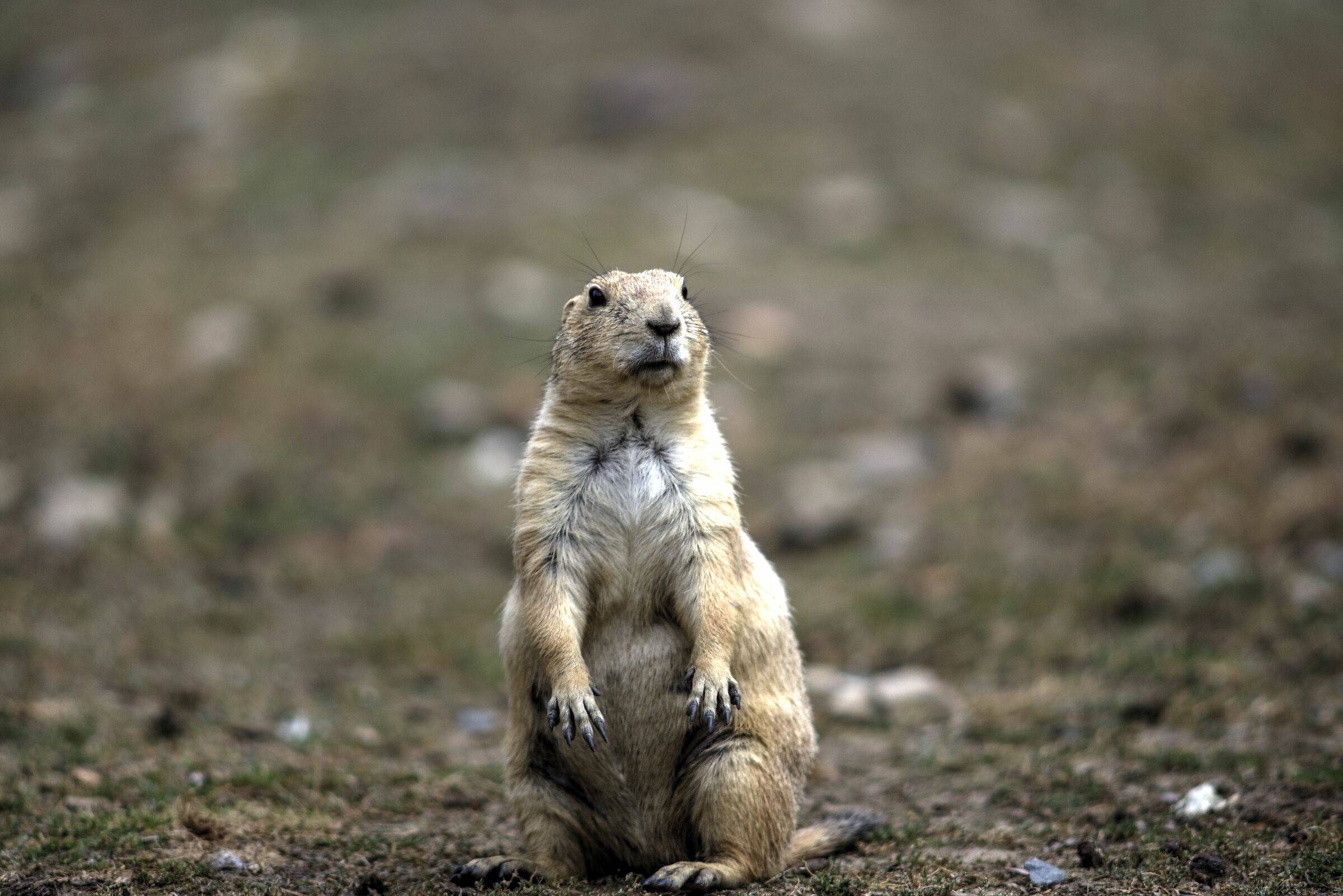 Tocco della natura II