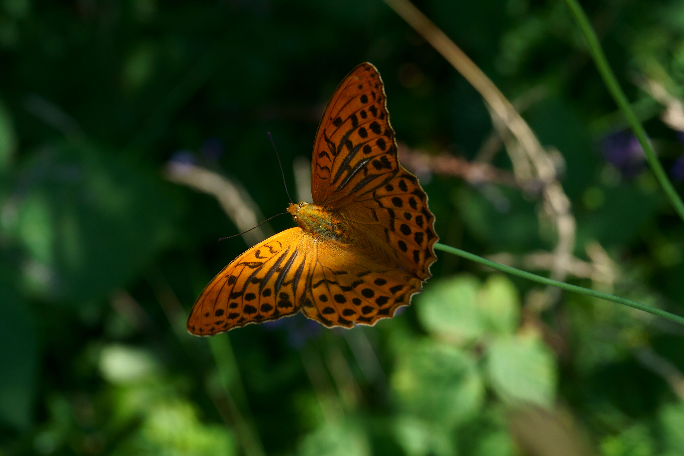 Boloria titania, anzi no: Argynnis paphia