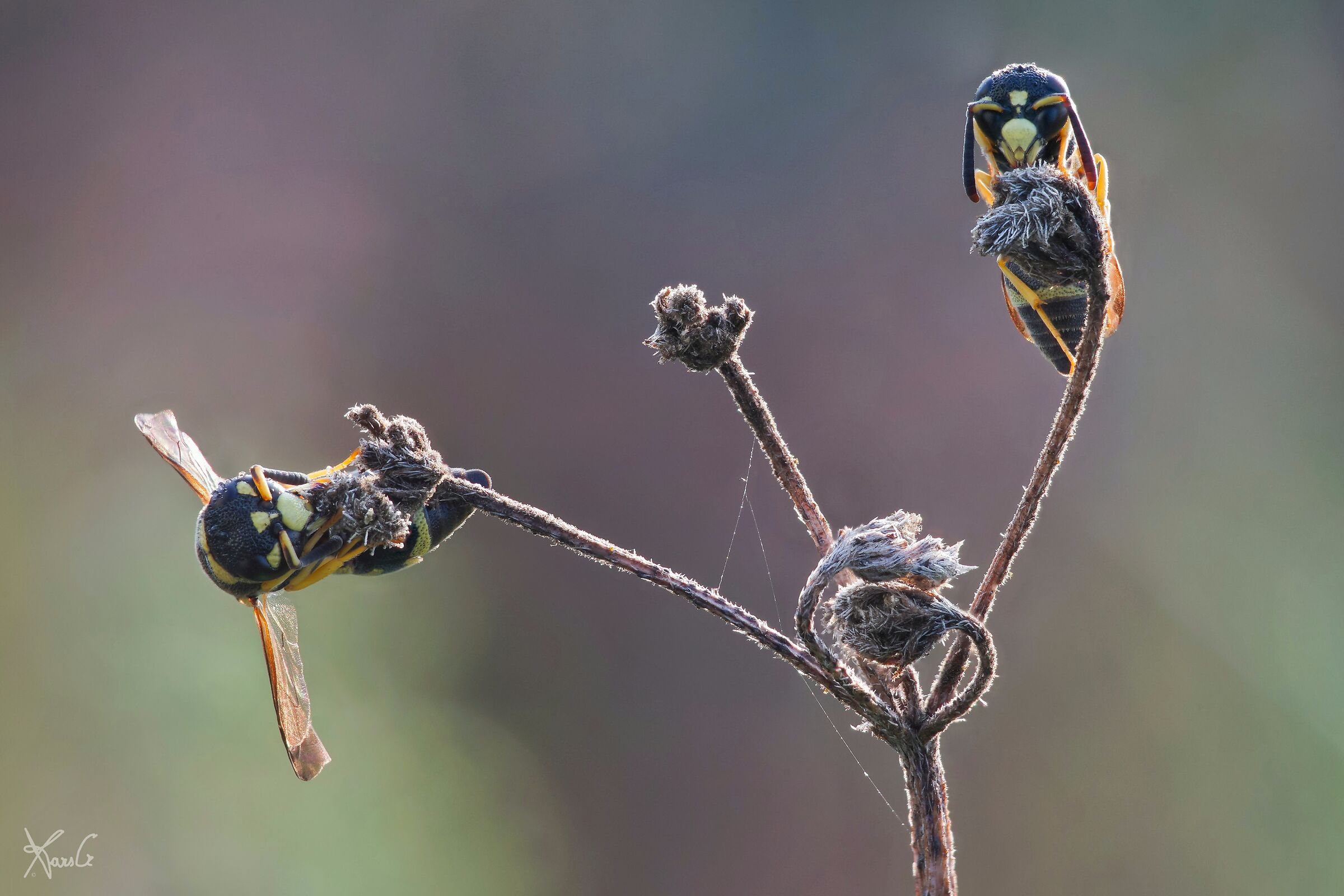 Siam due piccole vespin