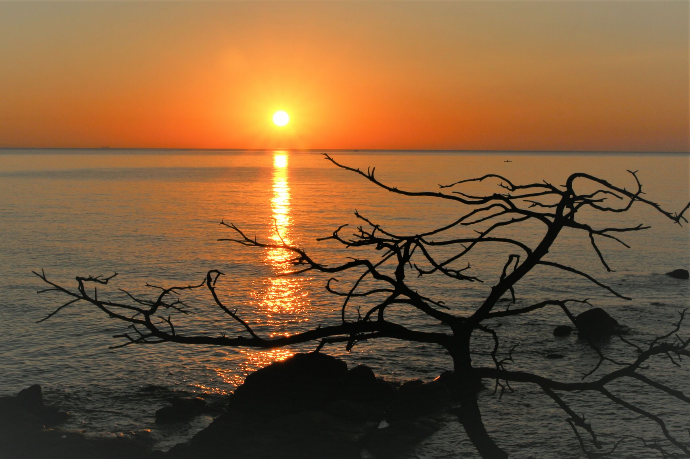 Alba a Tortolì con albero bruciato