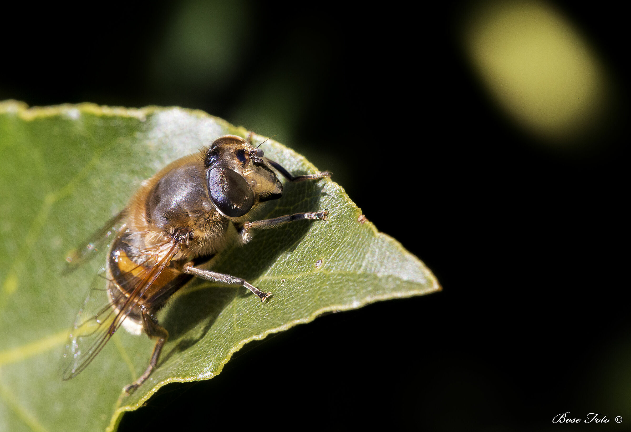 Syrphidae