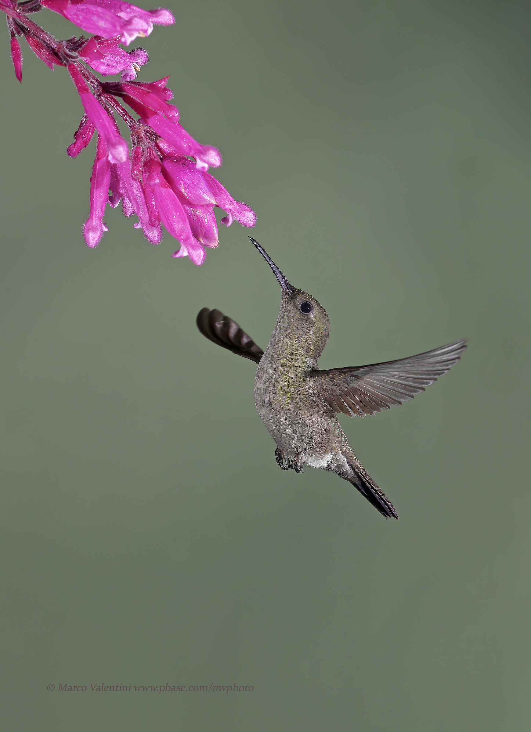 Sombre Hummingbird