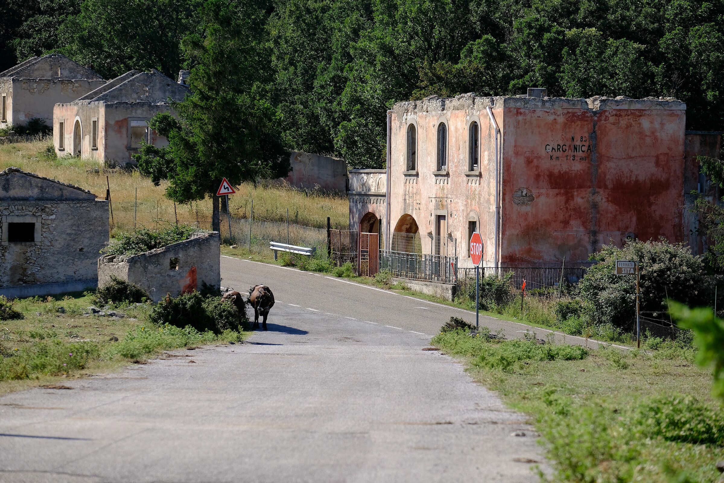 strada foresta umbra