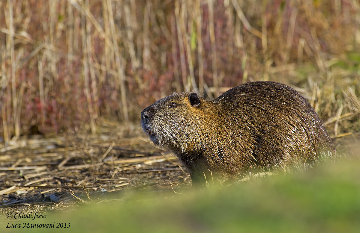 Nutria.......sorpresa
