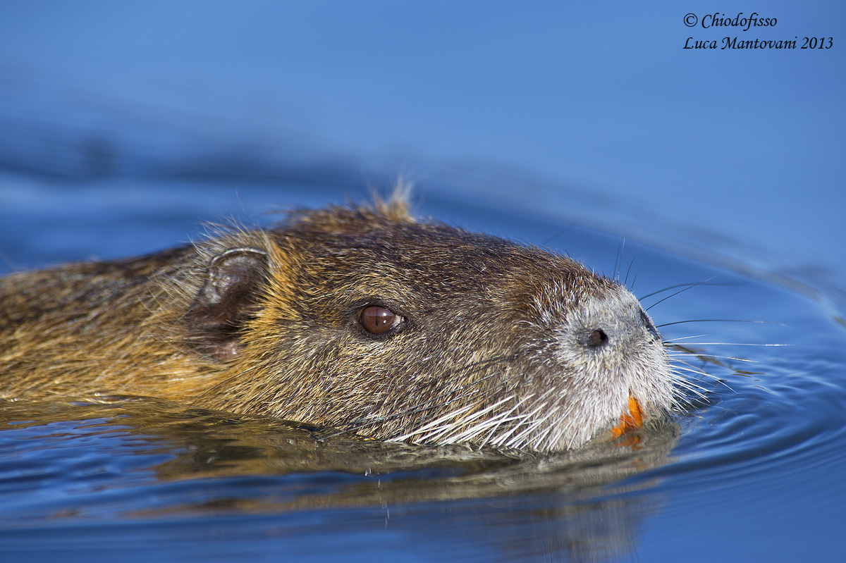 Nutria in primo piano