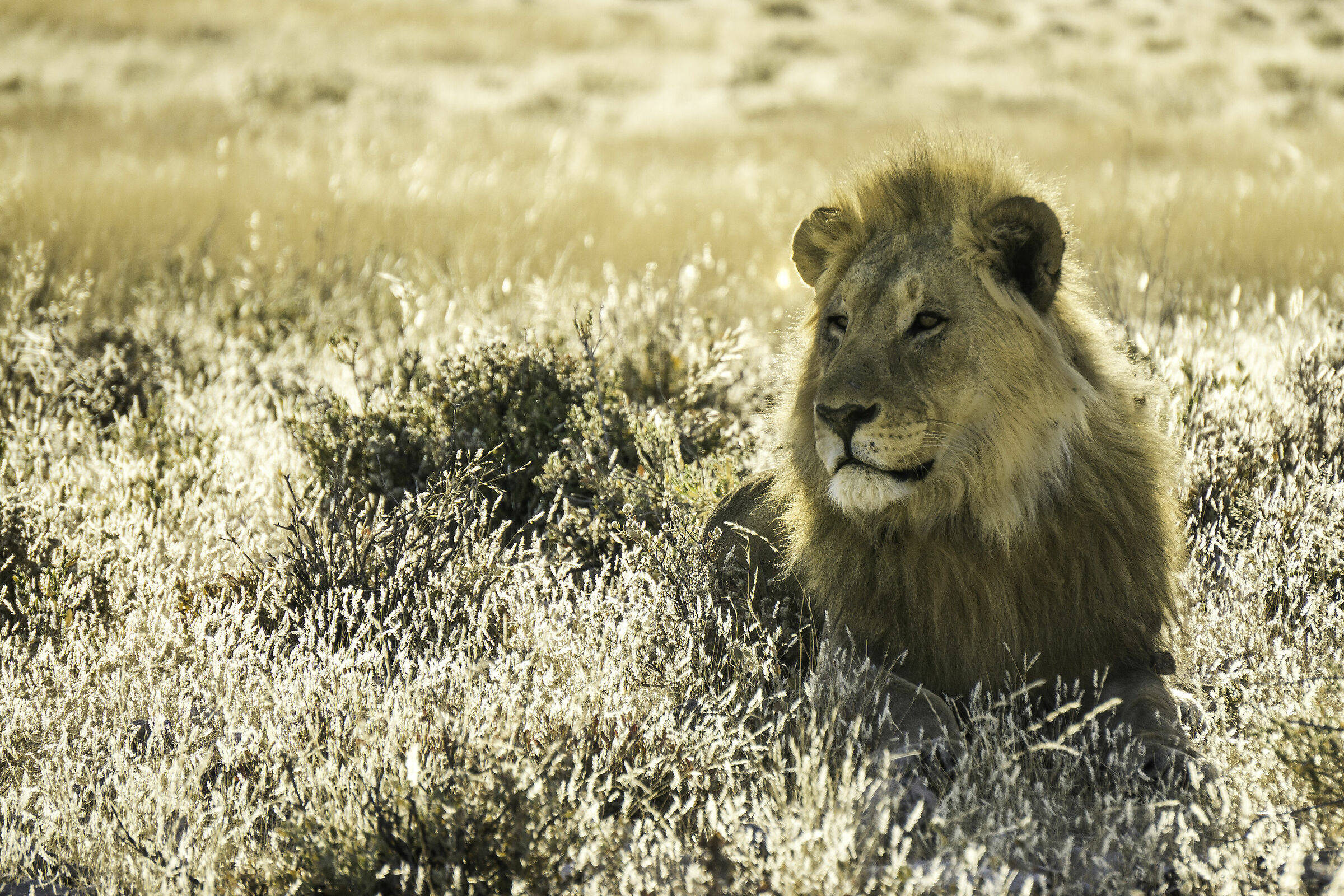 Il re e la sua savana dorata