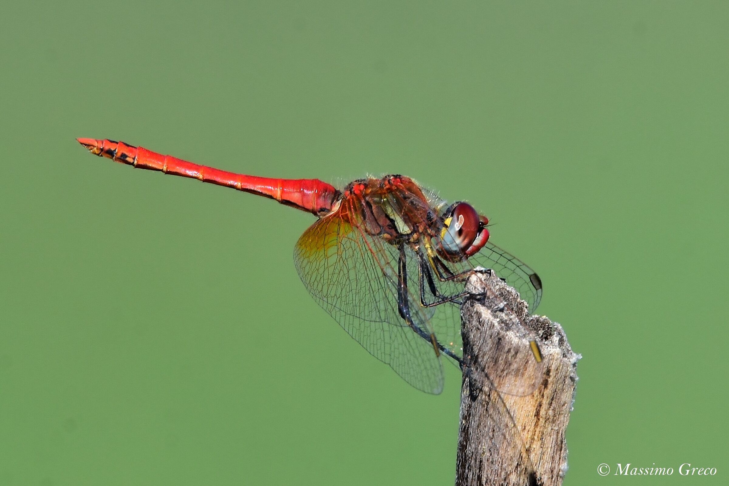 Fonscolombii Sympetrum