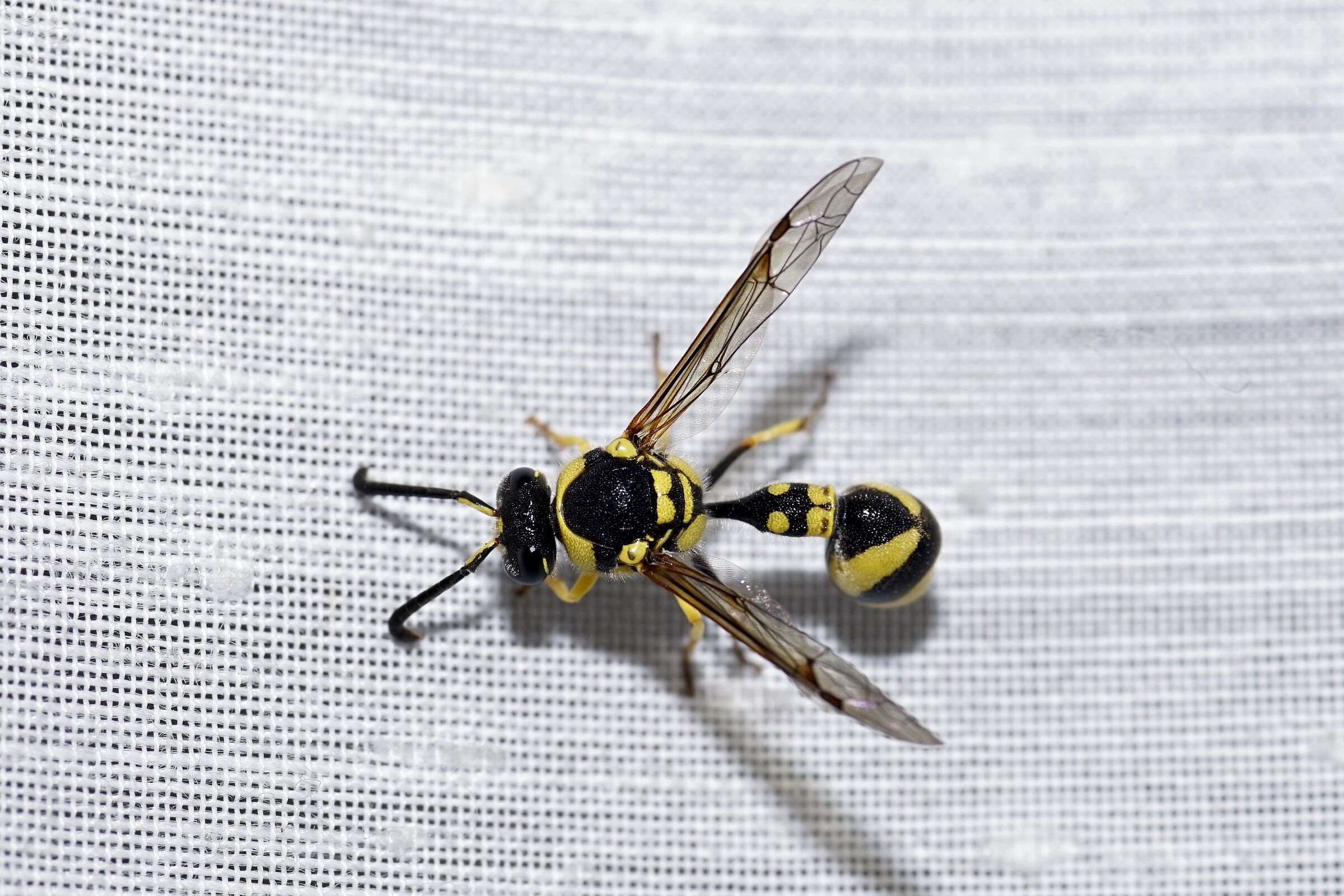 Today's guest at home