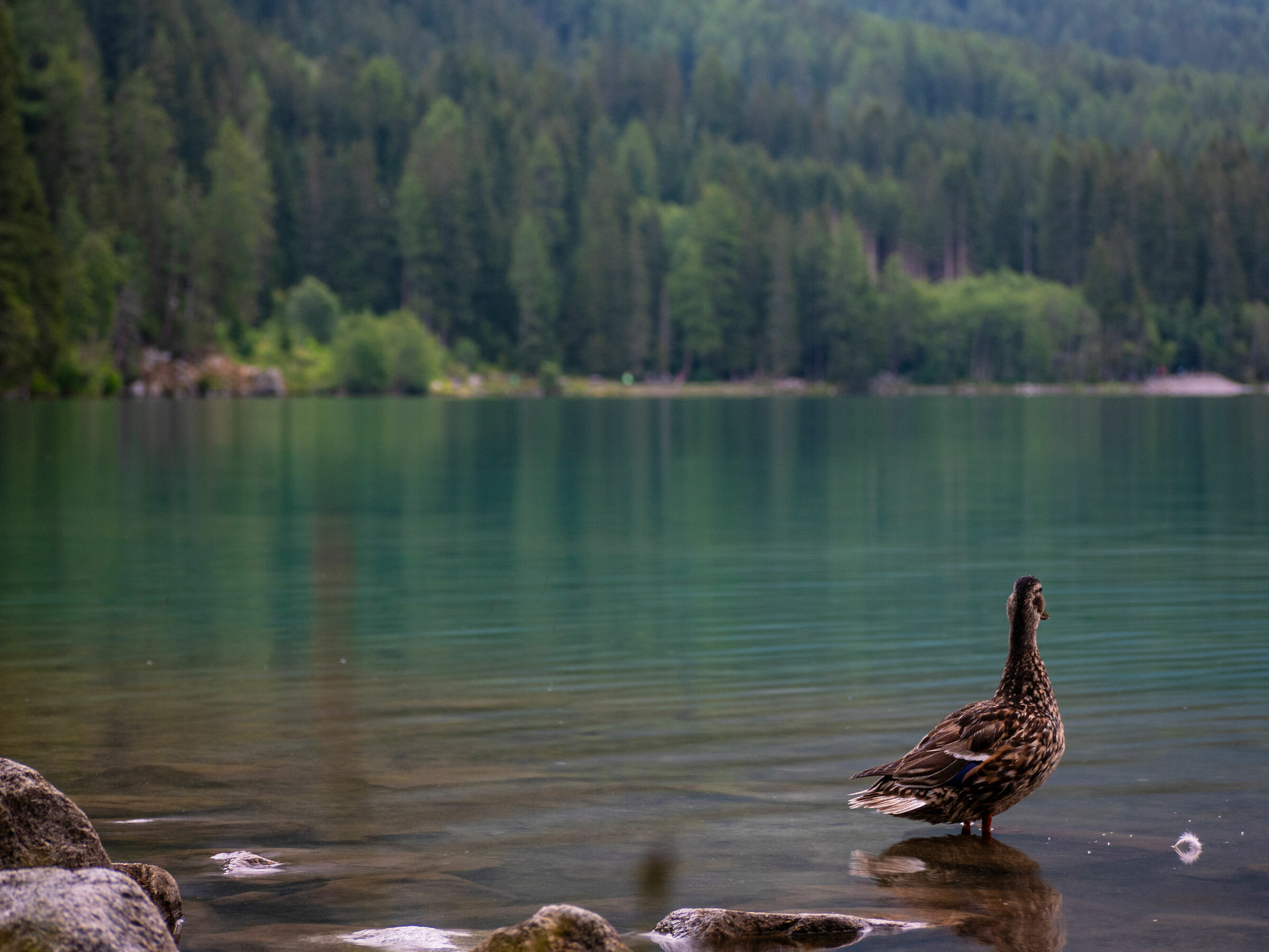 Anatra al lago di Anterselva