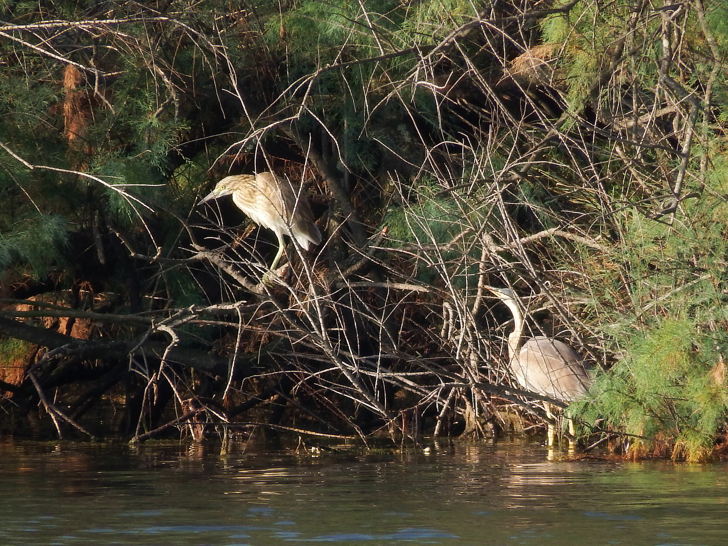 Sgarza ciuffetto e cenerino