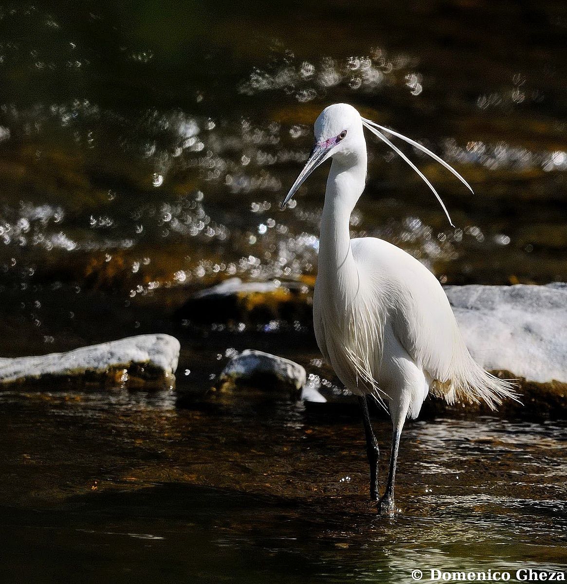 Egret