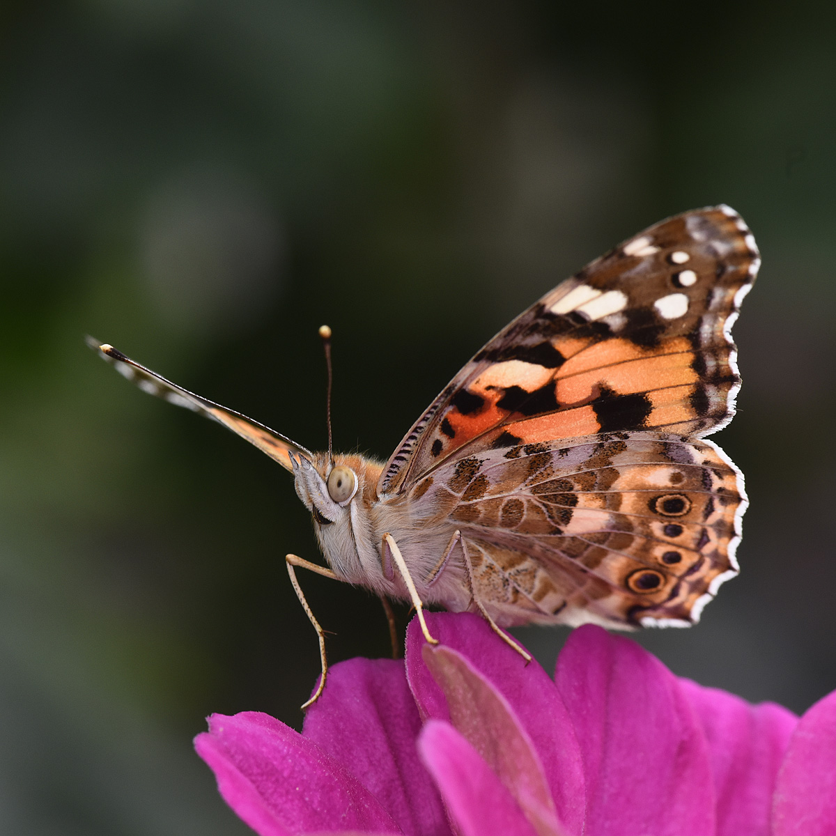 vanessa cardui