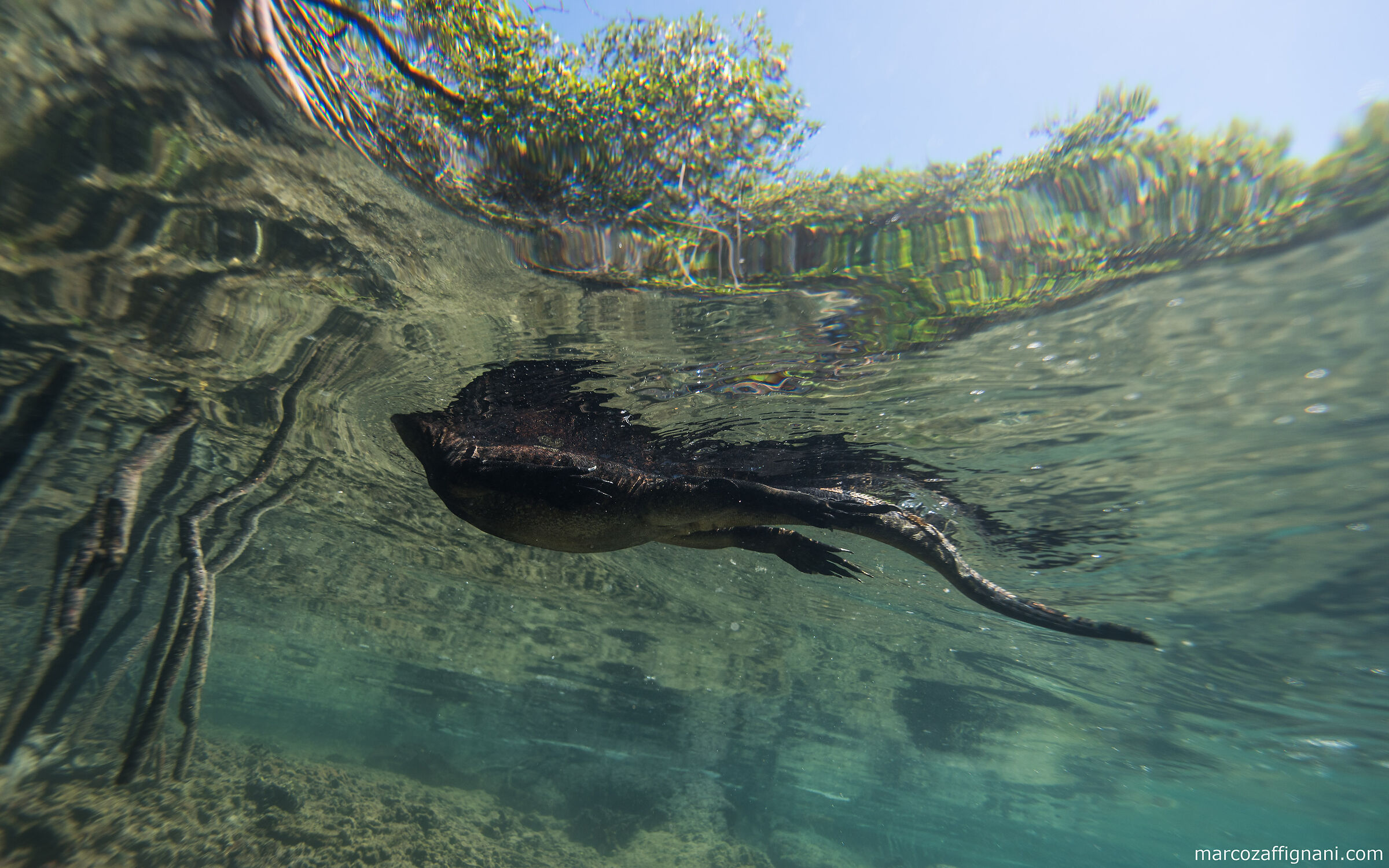 Iguana marina delle Galapagos