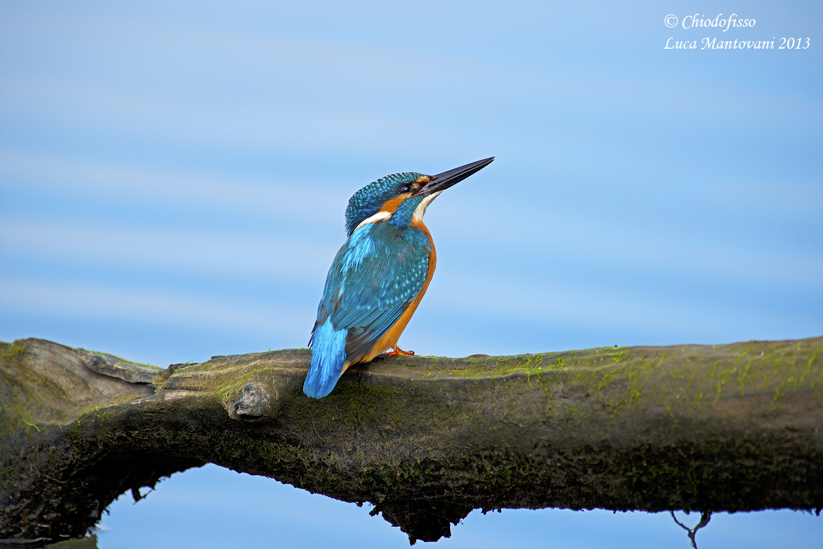 The Martin looks ..... signing Chiodofisso
